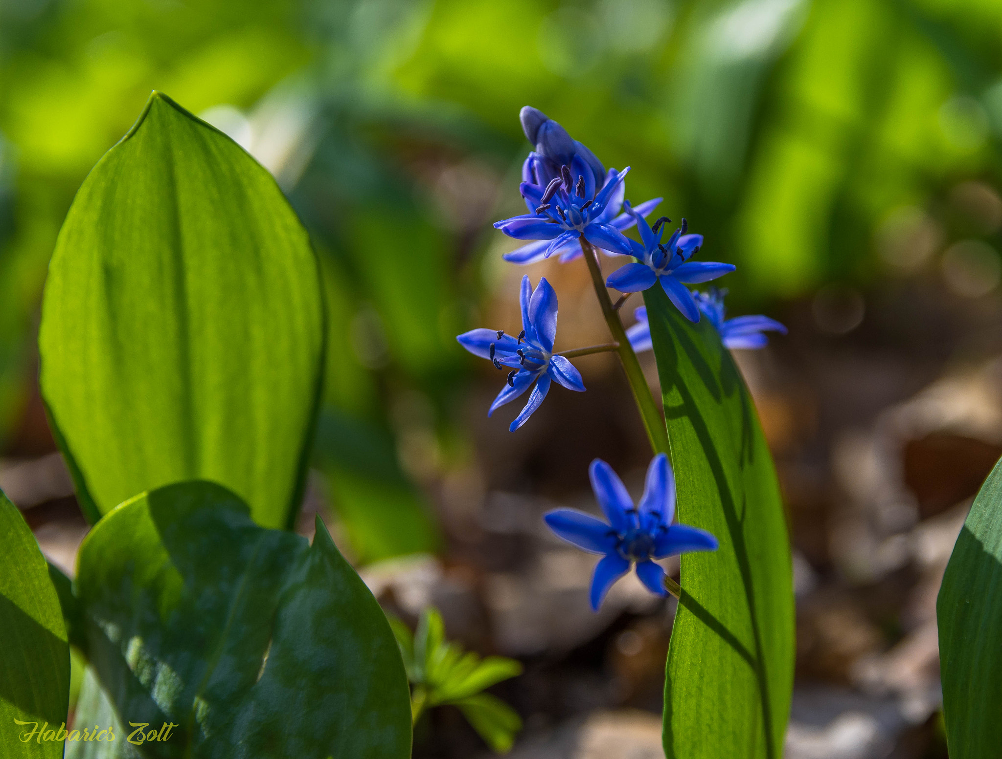 Sigma 17-50mm F2.8 EX DC OS HSM sample photo. Spring flower 5 photography