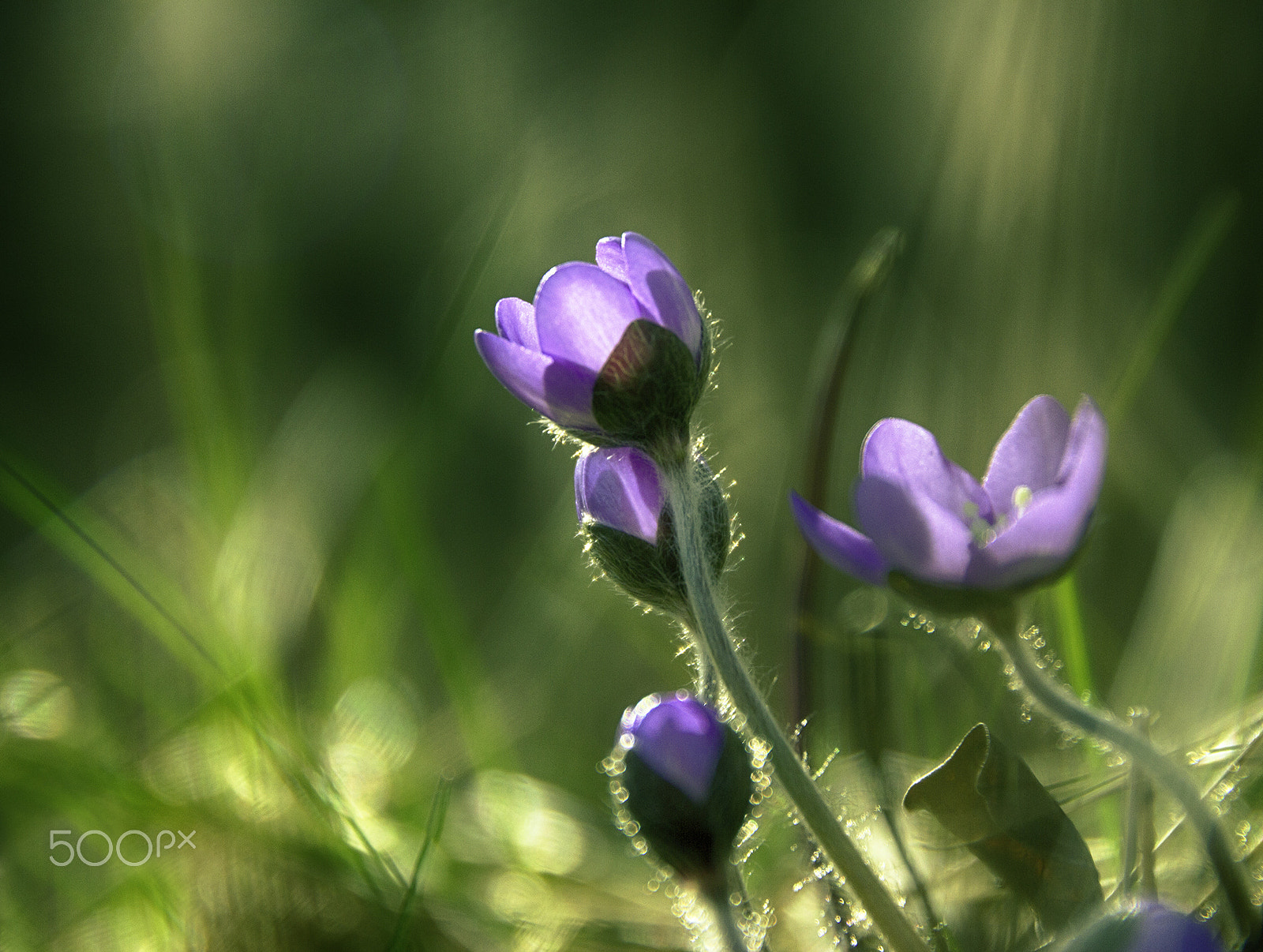 Canon EOS 7D sample photo. Just spring photography