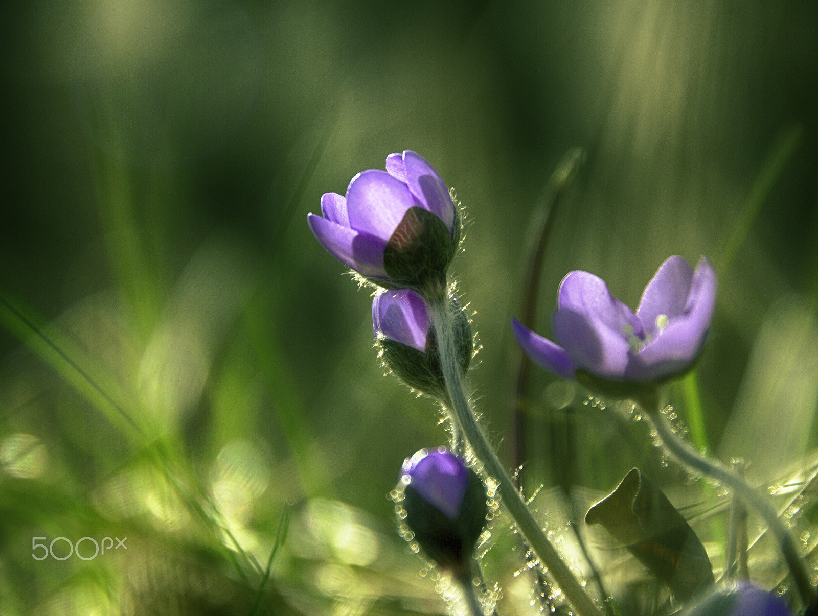 Sigma 18-250mm F3.5-6.3 DC OS HSM sample photo. Just spring photography