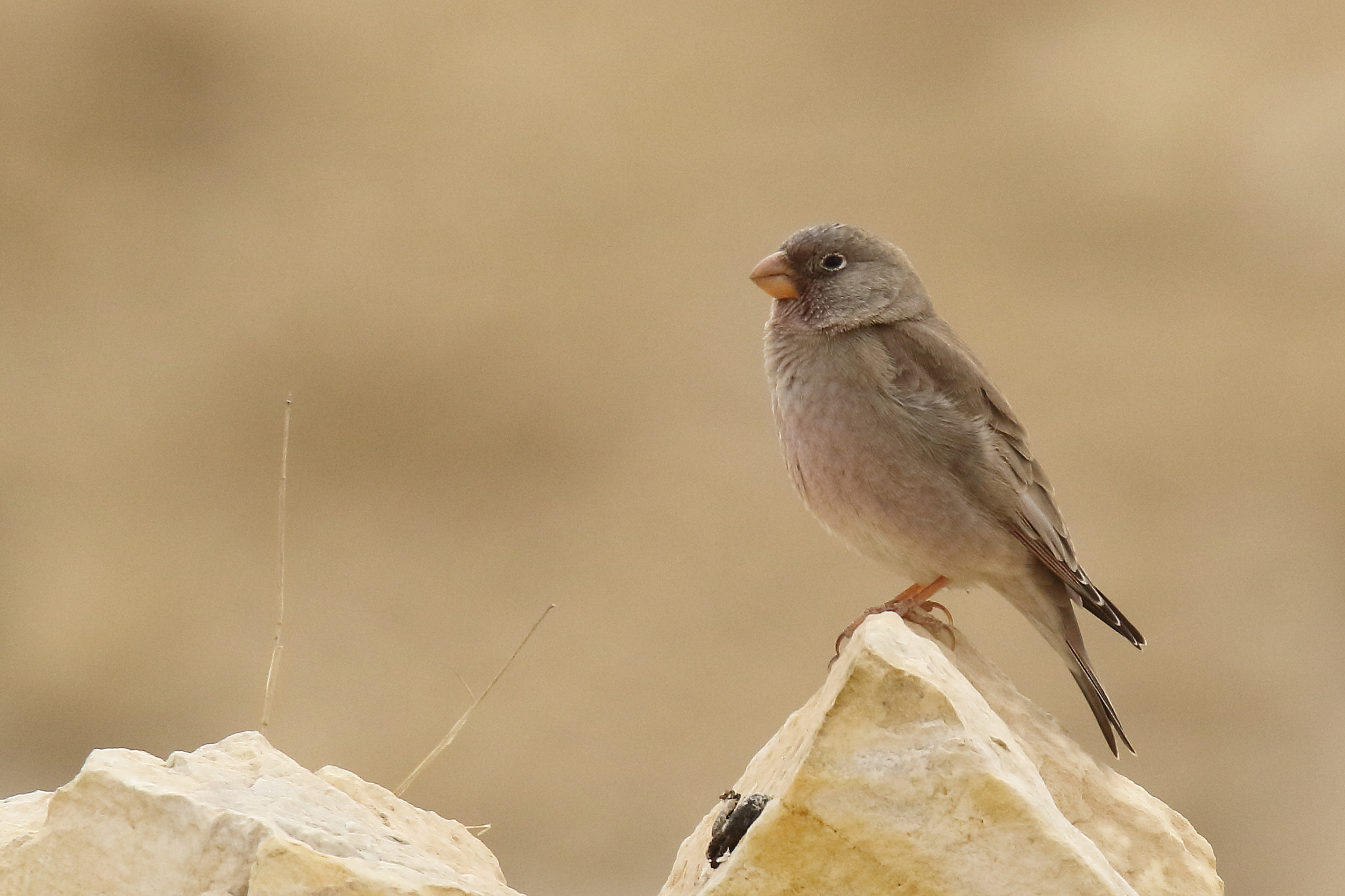 Tamron SP 150-600mm F5-6.3 Di VC USD sample photo. Trumpeter finch photography