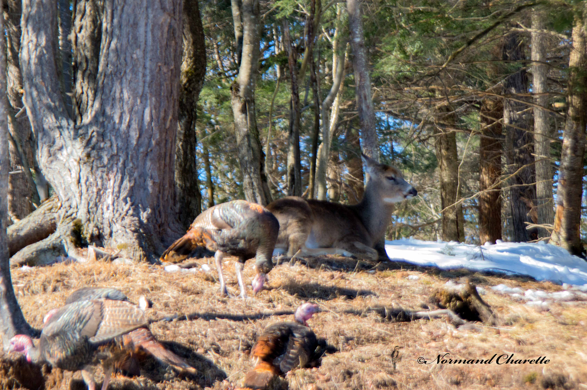 Tamron AF 28-300mm F3.5-6.3 XR Di VC LD Aspherical (IF) Macro sample photo. Turkey and deer photography