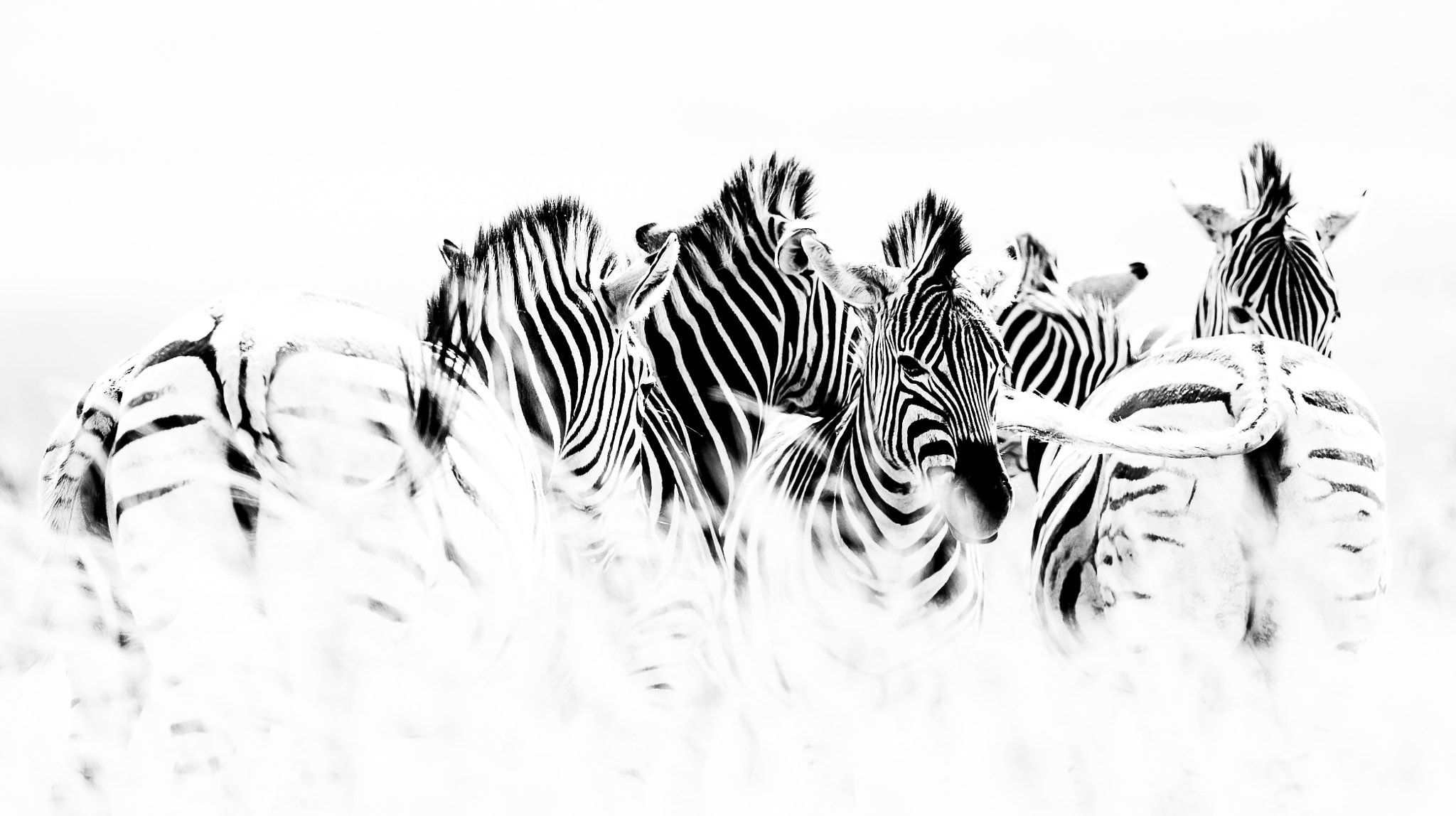 Canon EOS-1D X sample photo. Zebra's exposed photography