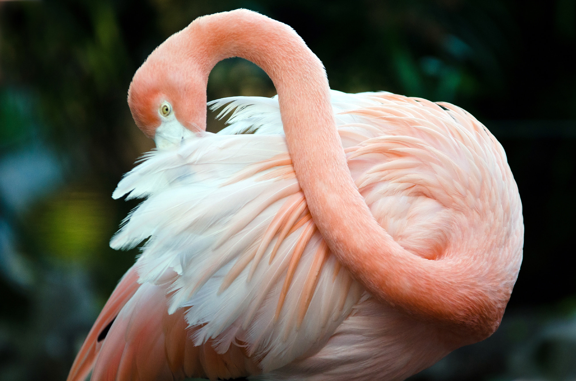 Nikon D7000 + Sigma 70-200mm F2.8 EX DG OS HSM sample photo. Flamingo photography