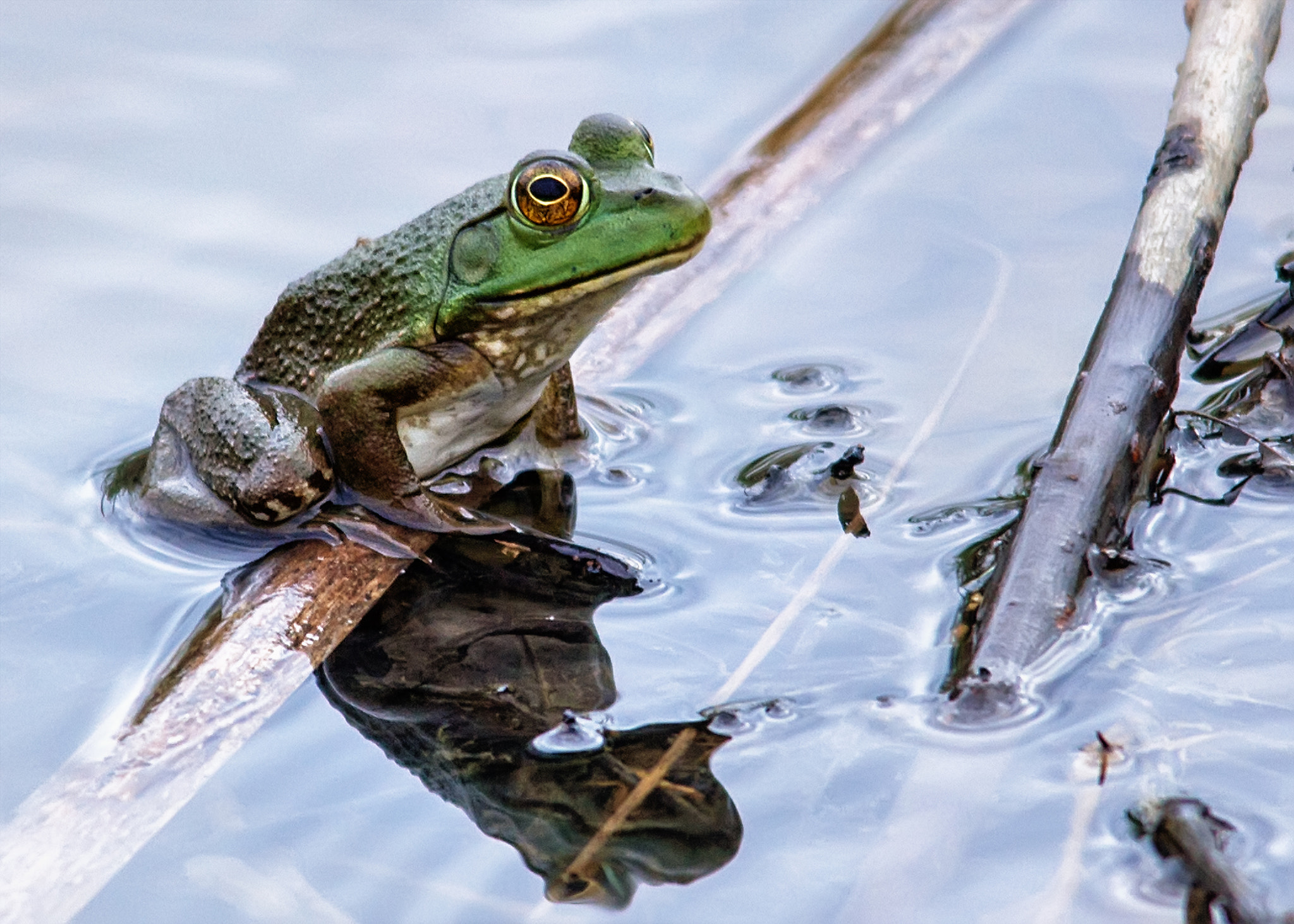 Canon EOS 60D + Sigma 150-500mm F5-6.3 DG OS HSM sample photo. Ribbit photography