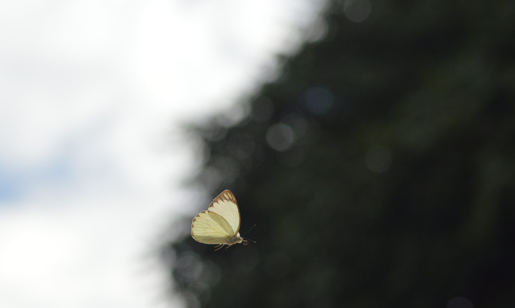Nikon AF Nikkor 70-300mm F4-5.6G sample photo. Painting in white and blue photography