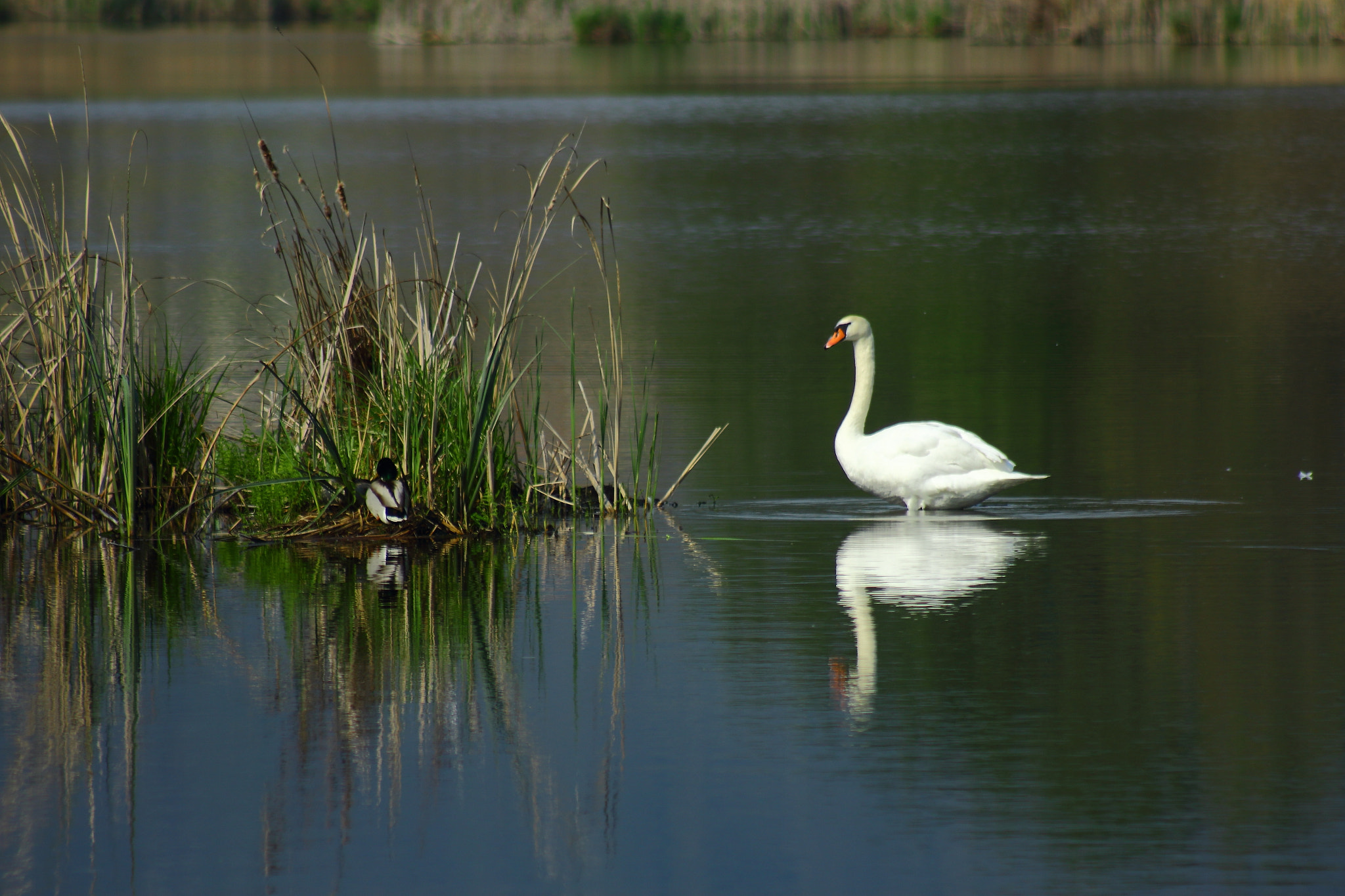 Canon EOS 1200D (EOS Rebel T5 / EOS Kiss X70 / EOS Hi) + EF75-300mm f/4-5.6 sample photo. Img photography