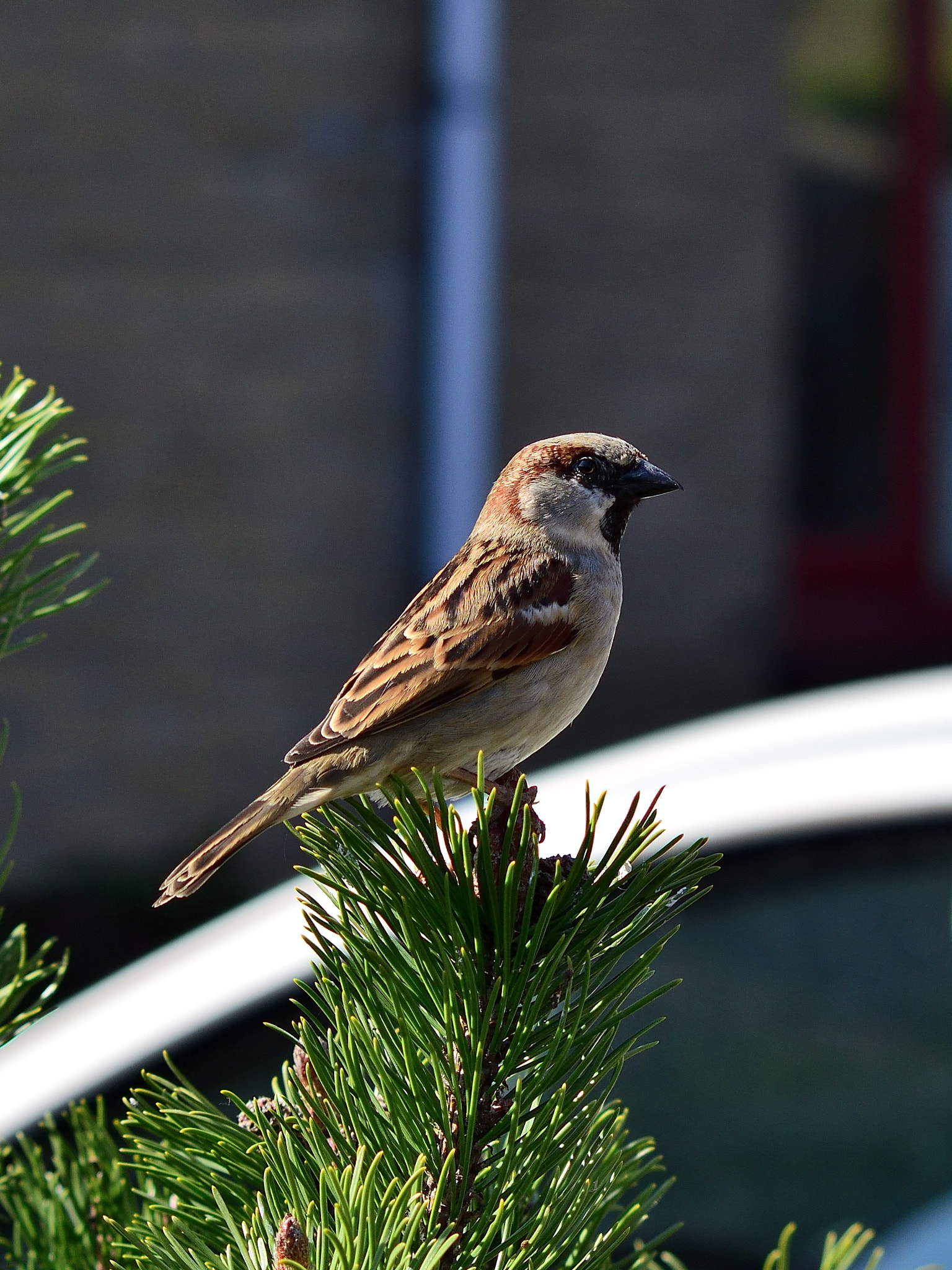 Nikon D3300 + Sigma 70-300mm F4-5.6 APO DG Macro sample photo. Sparrow photography