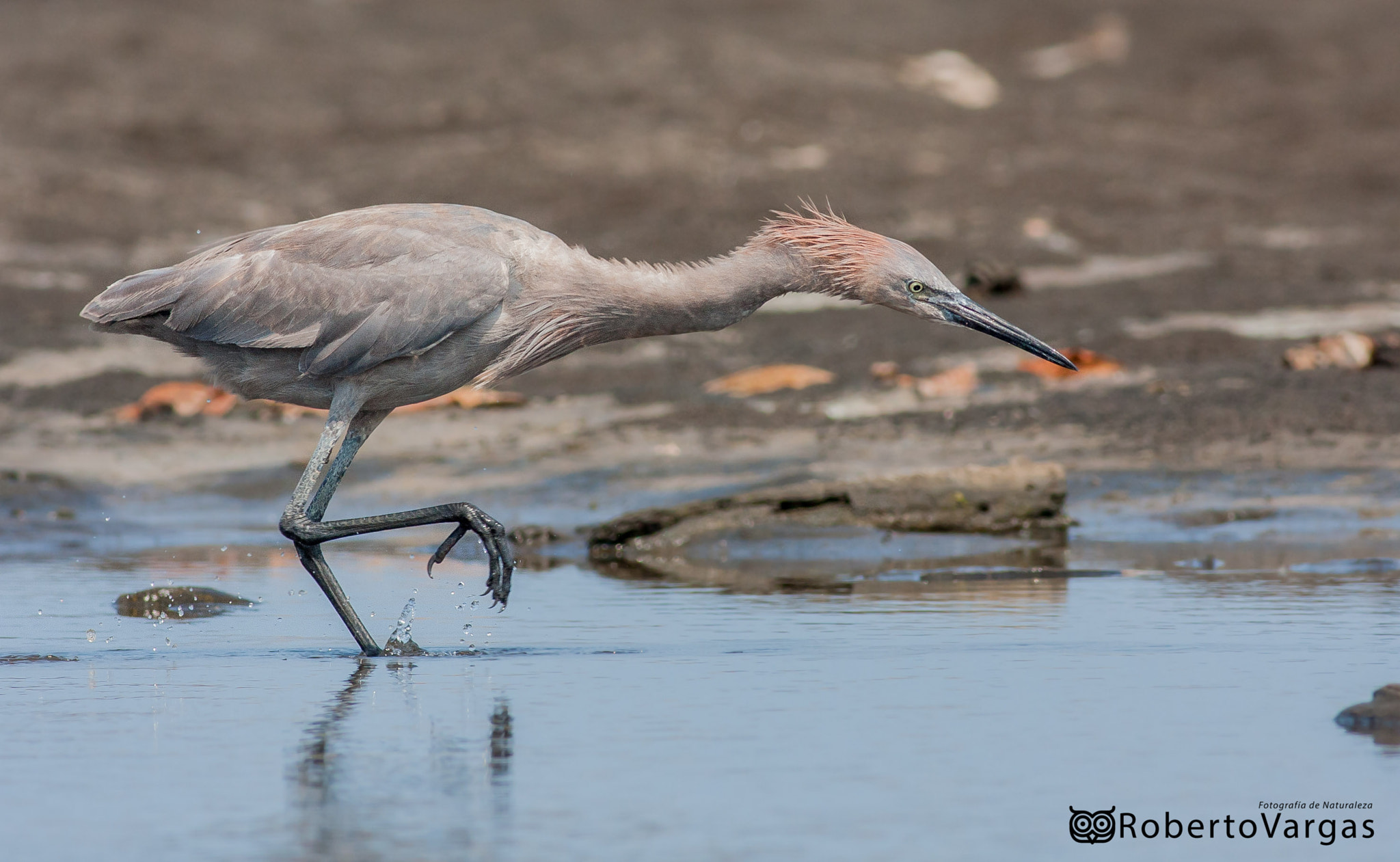 Canon EOS 40D sample photo. Egret in action photography