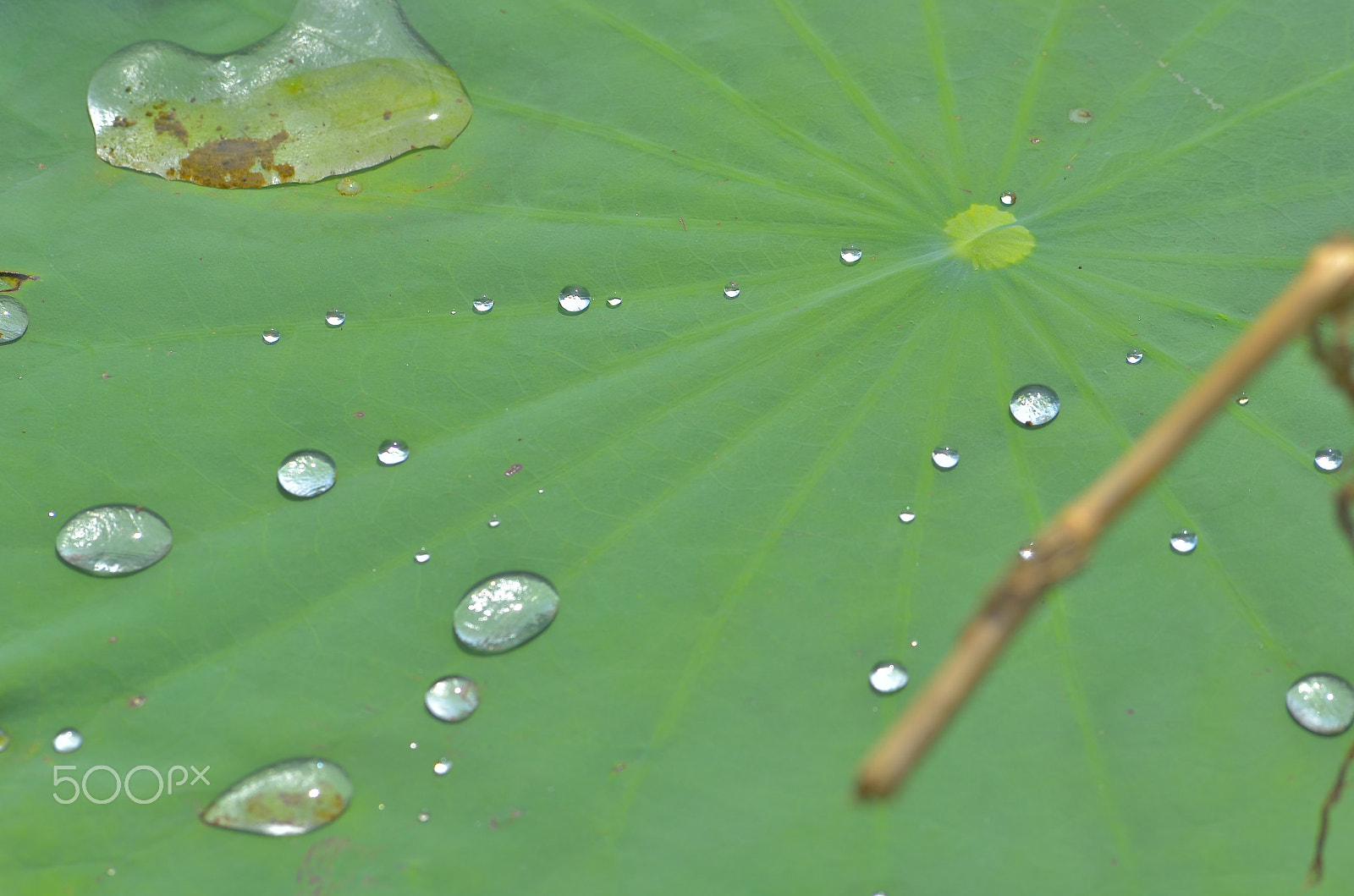 Nikon AF-Nikkor 80-200mm F2.8D ED sample photo. Green leaf photography