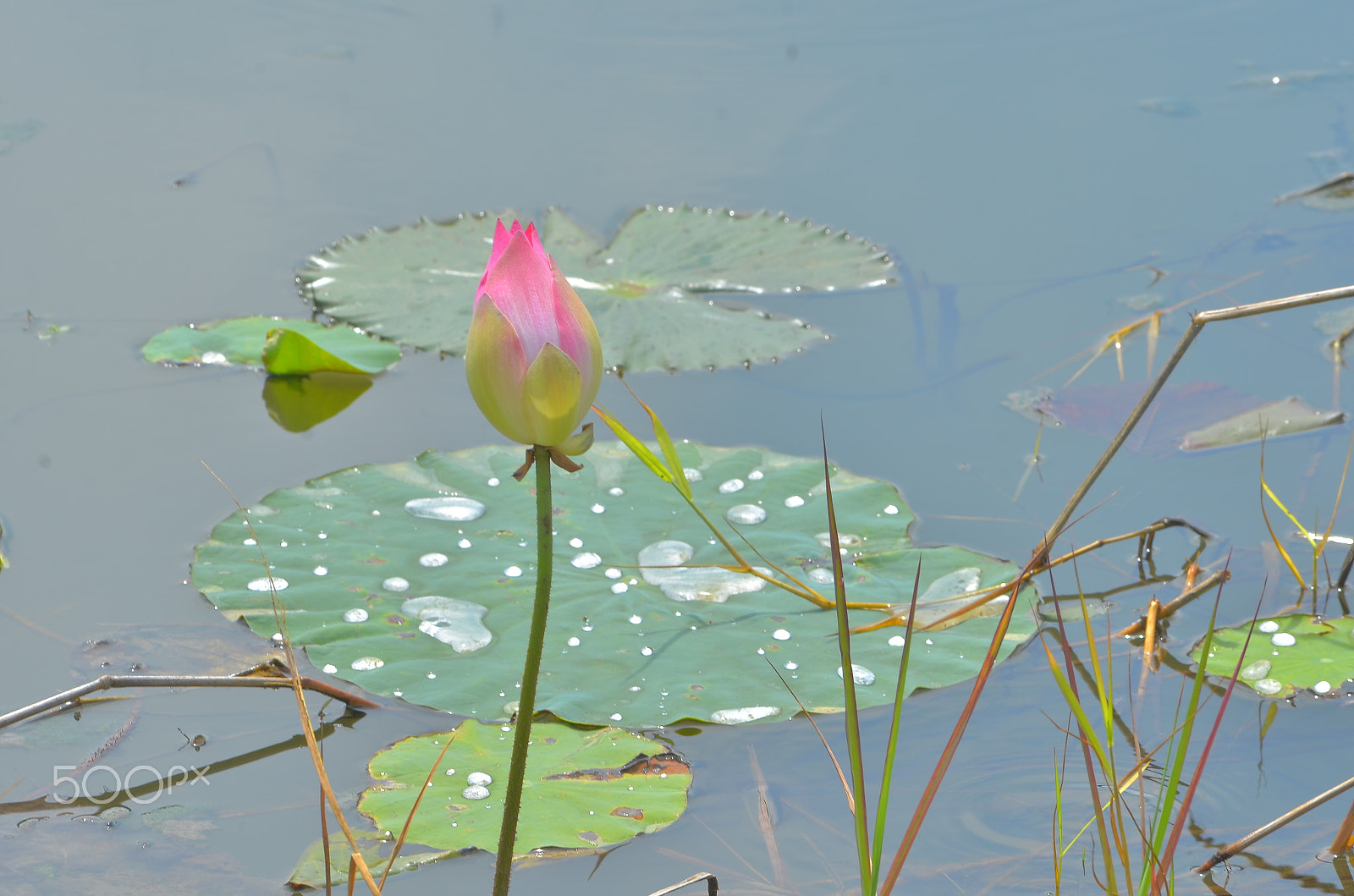 Nikon AF-Nikkor 80-200mm F2.8D ED sample photo. Lotus photography