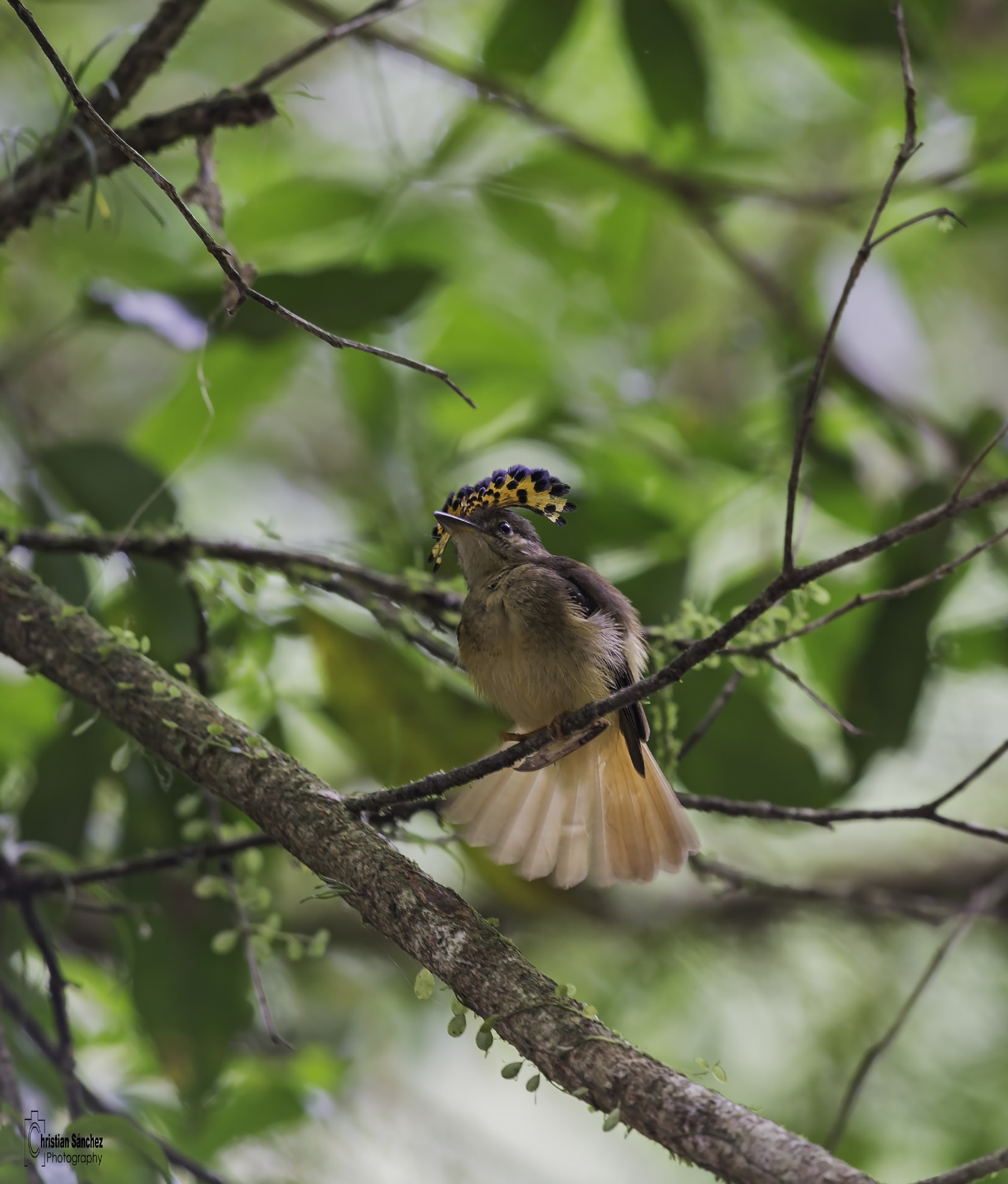 Nikon AF-S Nikkor 600mm F4G ED VR sample photo. Royal flycatcher photography