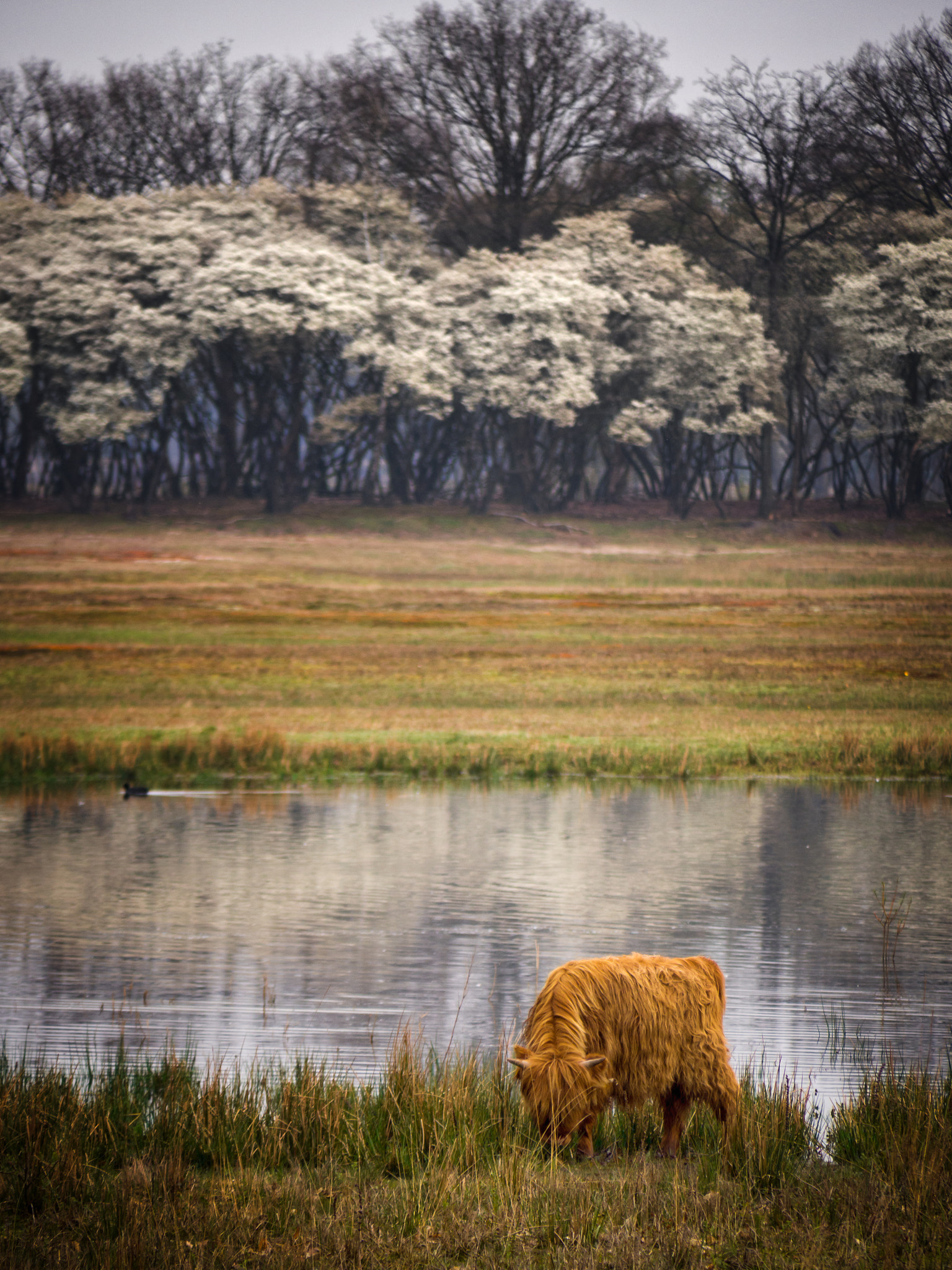 Olympus OM-D E-M10 + Panasonic Lumix G Vario 45-200mm F4-5.6 OIS sample photo. Highlander cow in spring landscape photography