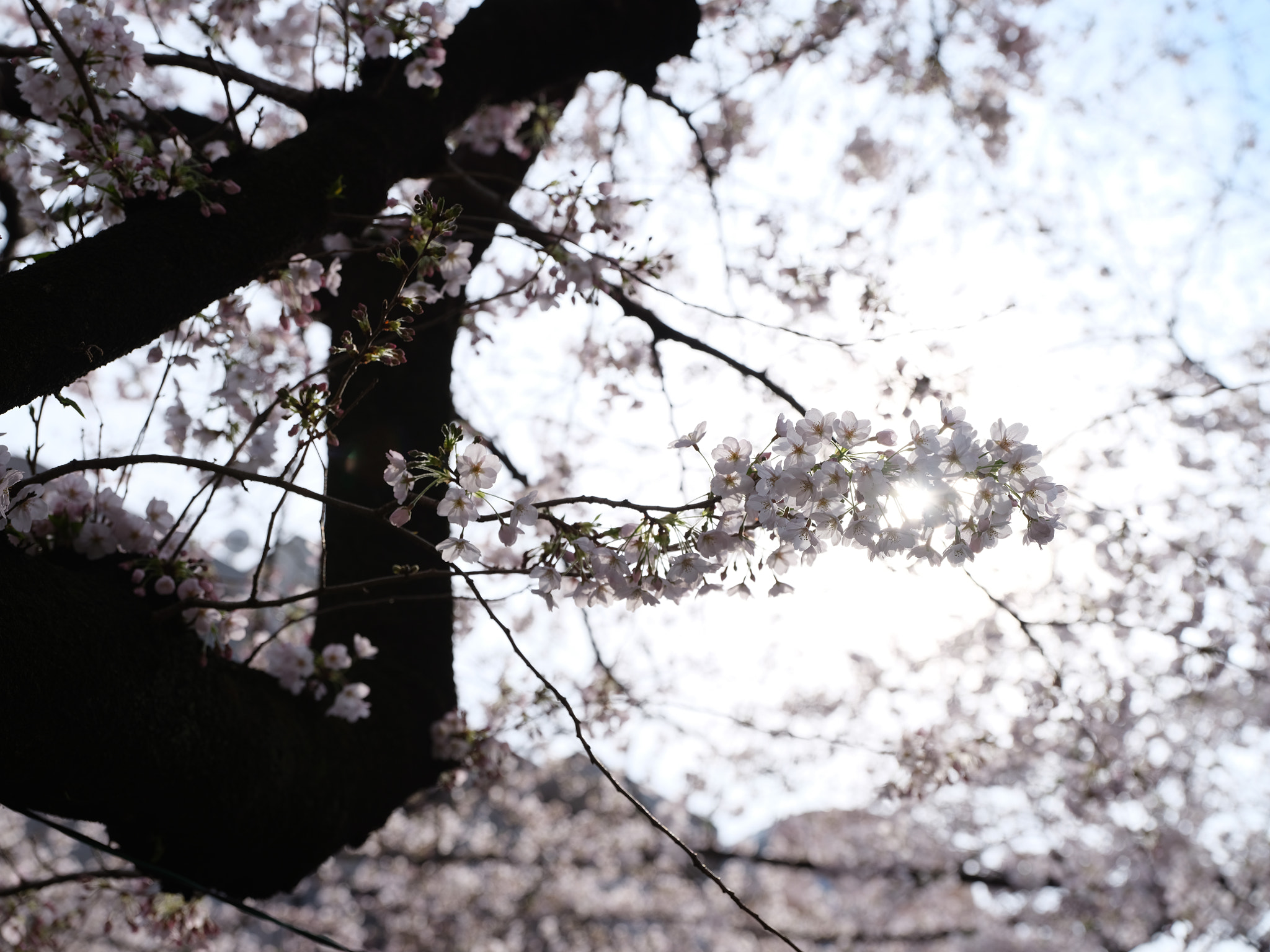 Fujifilm GF 32-64mm F4 R LM WR sample photo. Full bloom photography