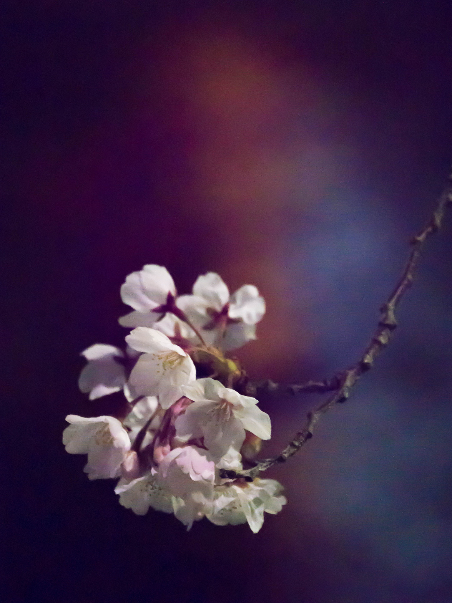 Olympus OM-D E-M10 sample photo. Blossoms on the river photography