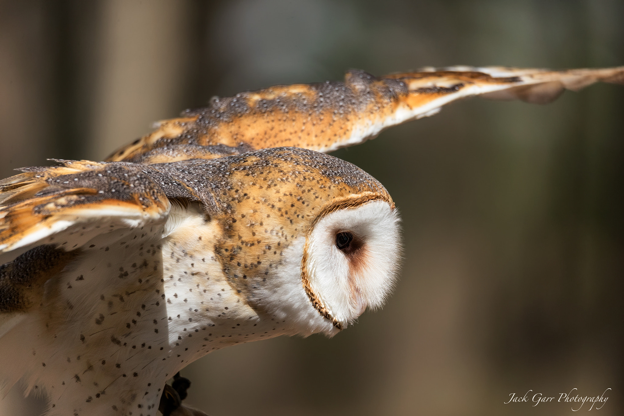 150-600mm F5-6.3 DG OS HSM | Sports 014 sample photo. Barn owl photography