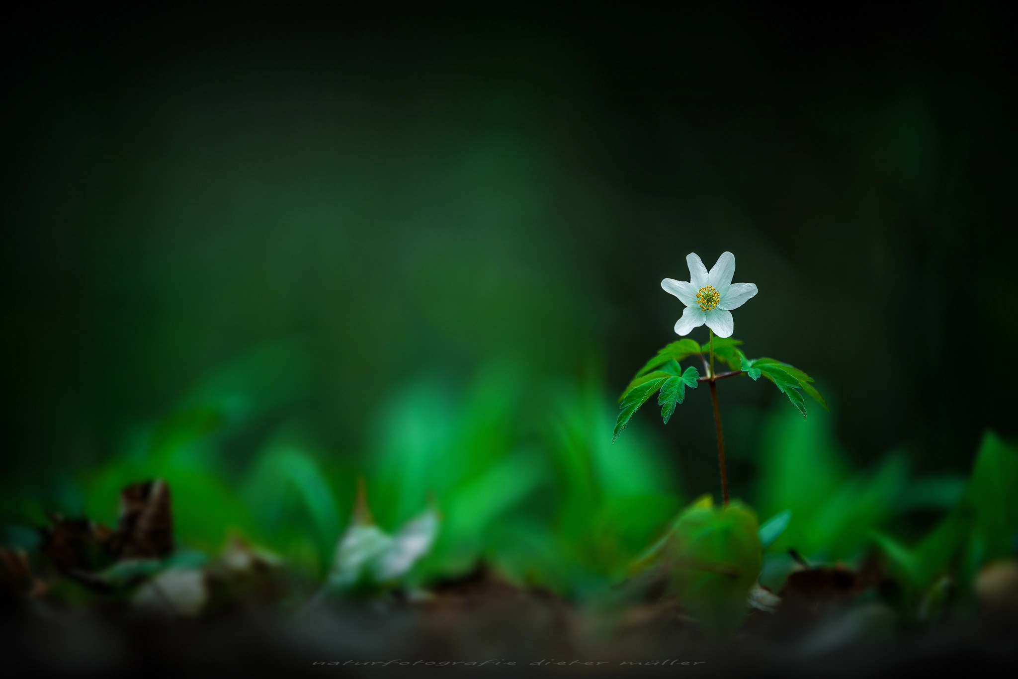 Canon EF 70-200mm F2.8L IS II USM sample photo. Solo photography