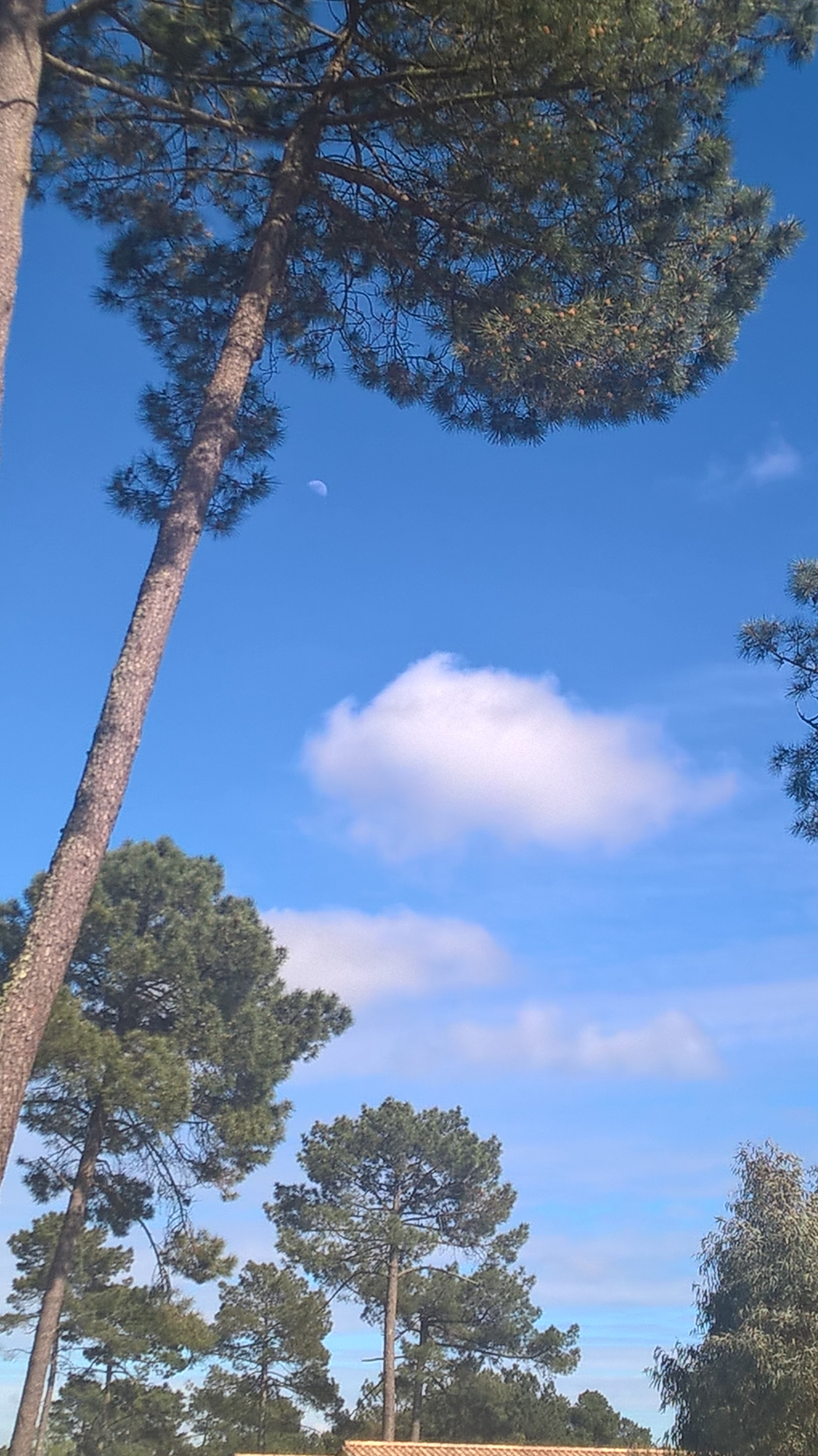 Nokia Lumia 830 sample photo. Clouds moon and trees photography