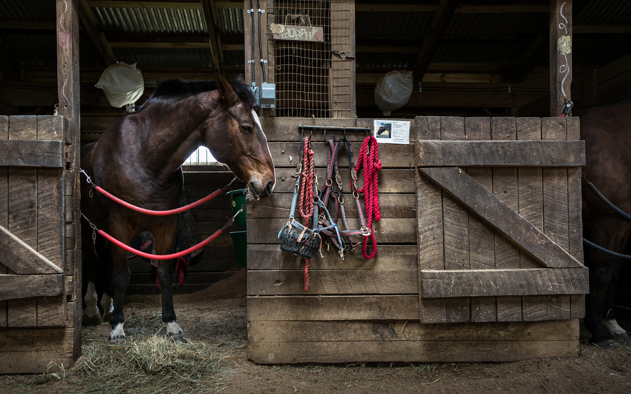 Leica Elmar-M 24mm F3.8 ASPH sample photo. Murphy . photography