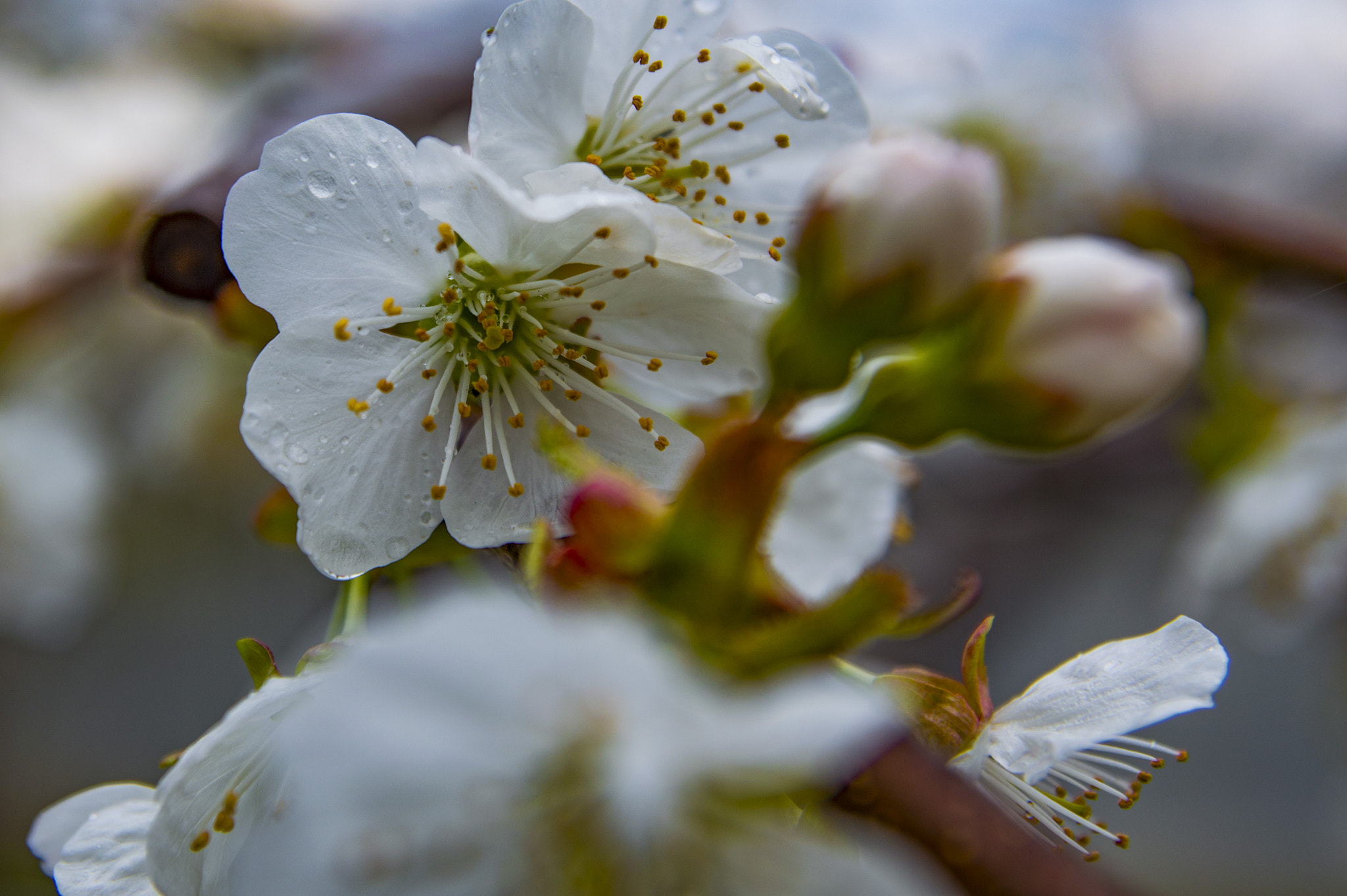 Nikon D3200 sample photo. After rain photography