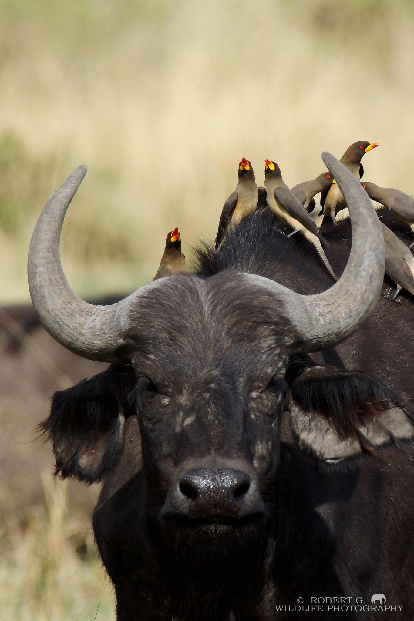 Tamron SP 150-600mm F5-6.3 Di VC USD sample photo. Buffolo and oxpecker photography