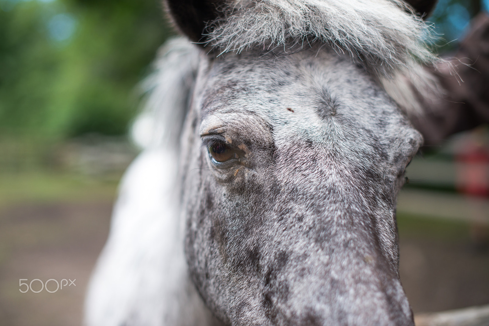 Nikon D600 + Nikon AF-S Nikkor 50mm F1.4G sample photo. Horse photography
