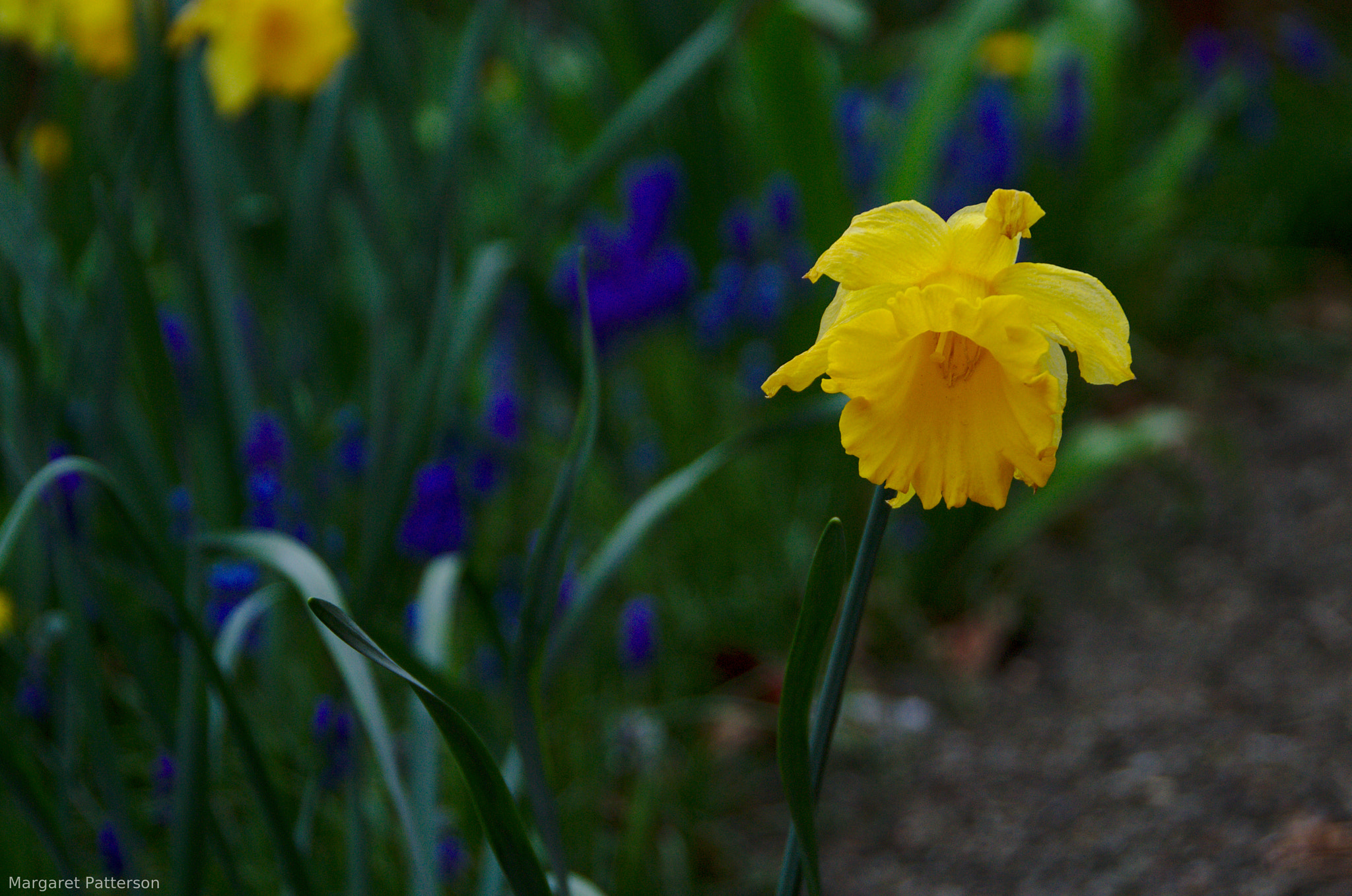 Nikon D3100 sample photo. Brightness in a grey day photography