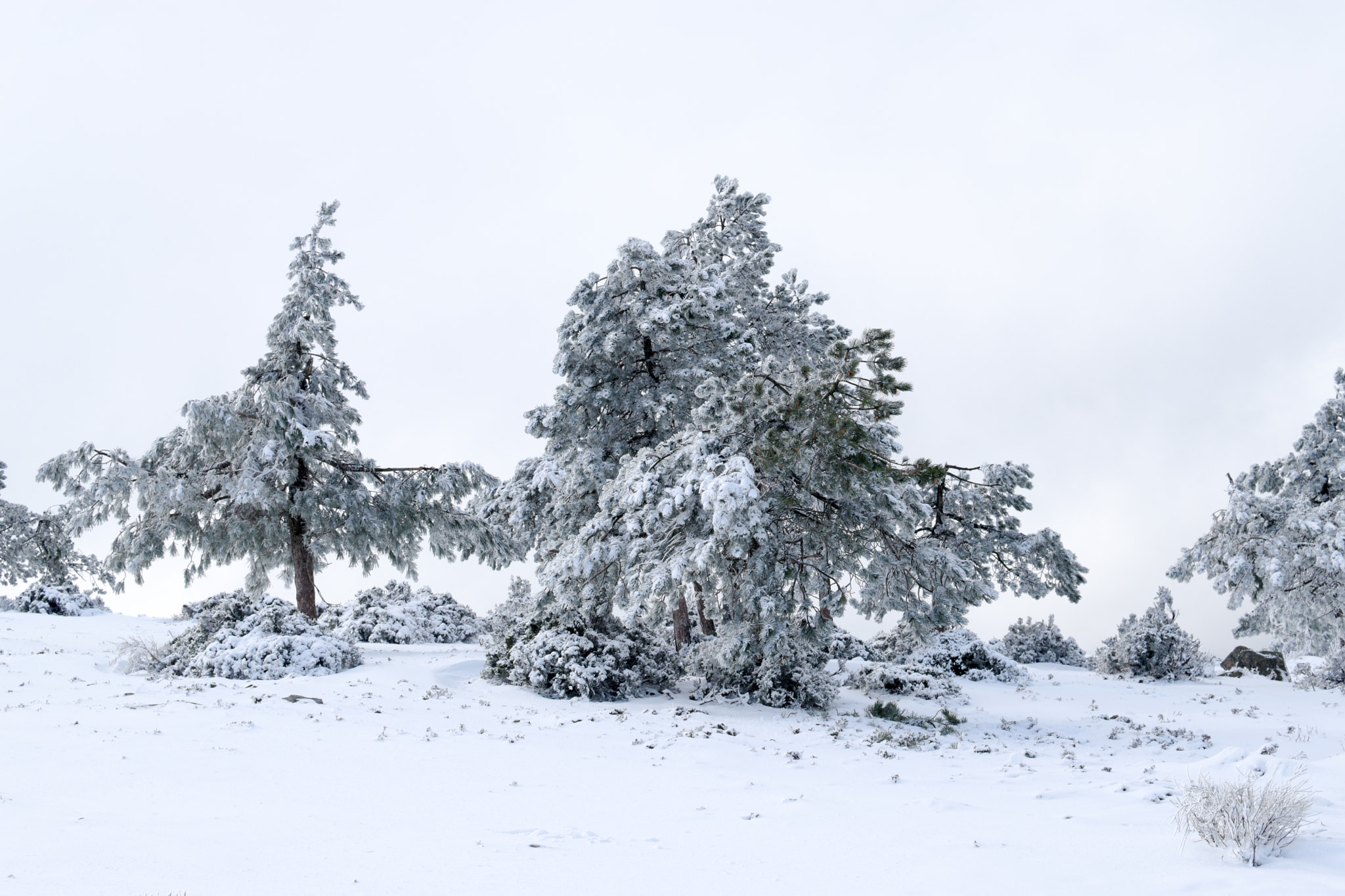 Nikon D5500 + Nikon AF-S DX Nikkor 35mm F1.8G sample photo. Snow in serra da cabreira, portugal photography