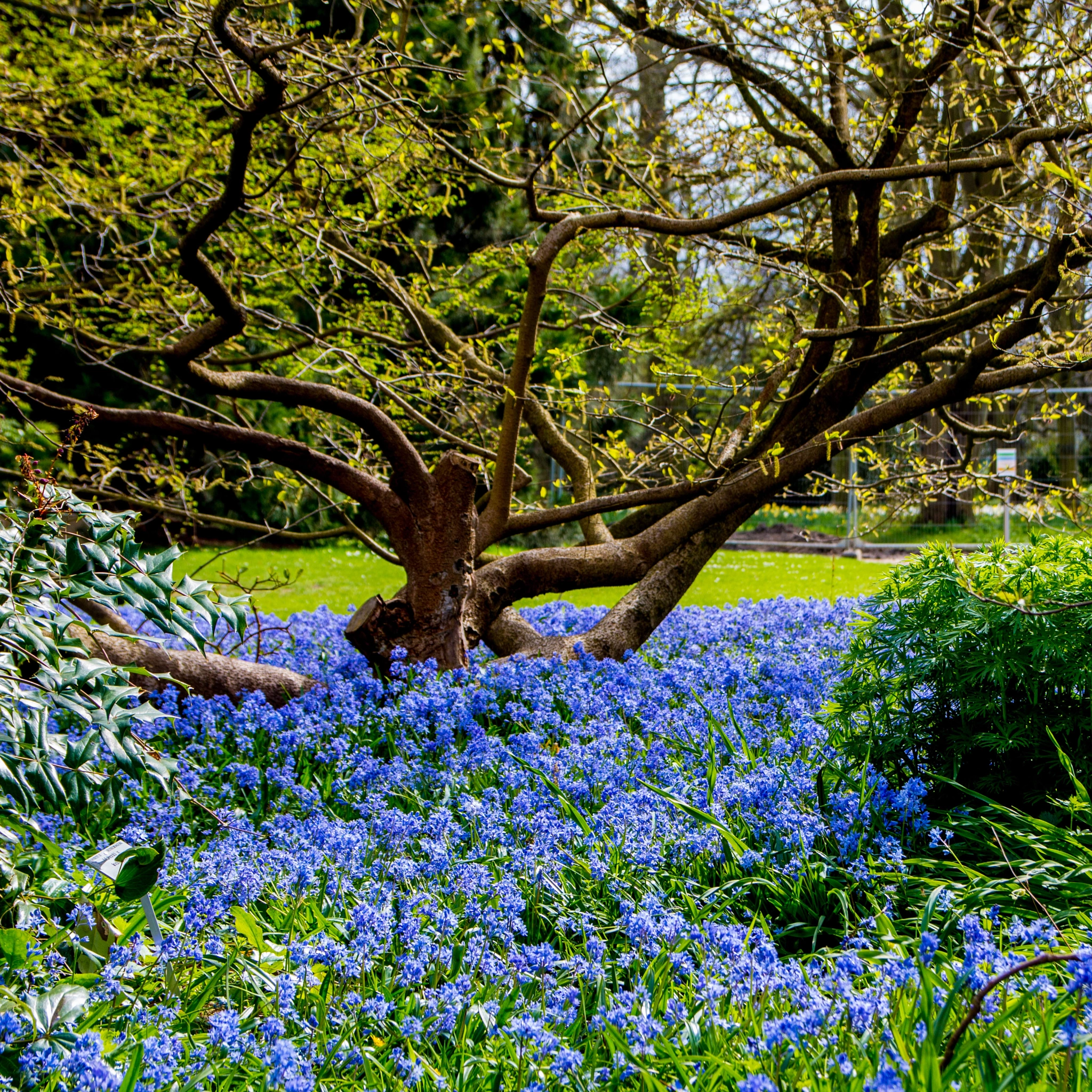 Canon EF-S 17-55mm F2.8 IS USM sample photo. Bluebell moat, tree castle. photography