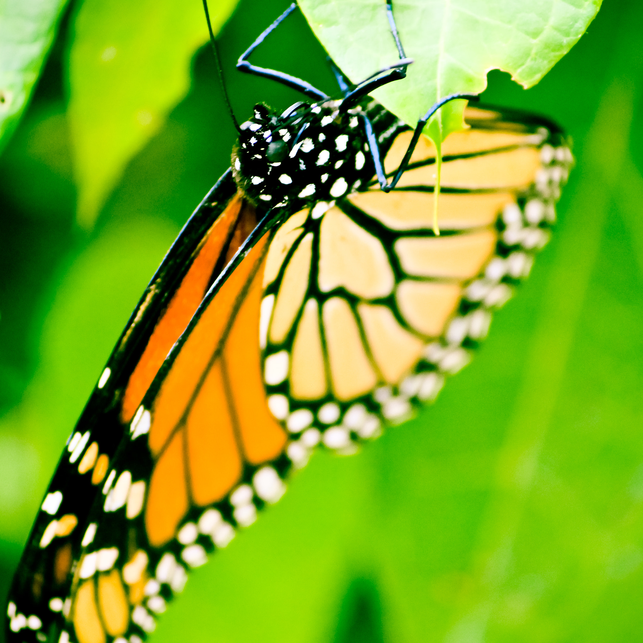 Canon EF-S 55-250mm F4-5.6 IS sample photo. Upside down photography