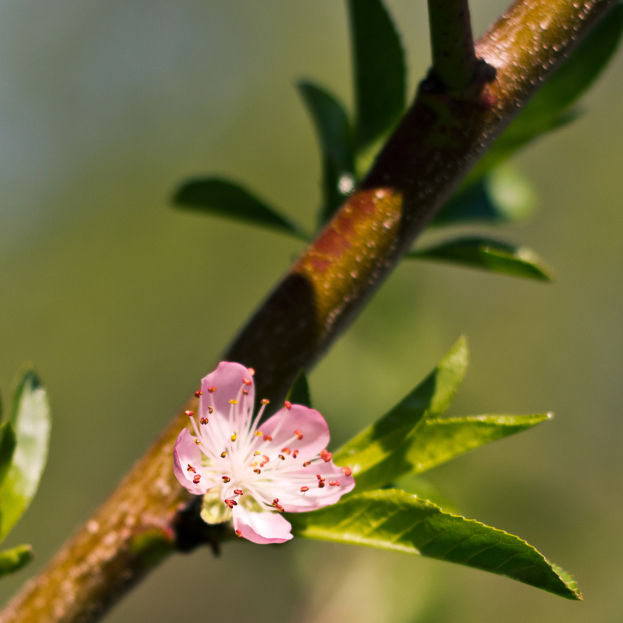 Canon EF 50mm F1.8 II sample photo. Peach tree blossom photography