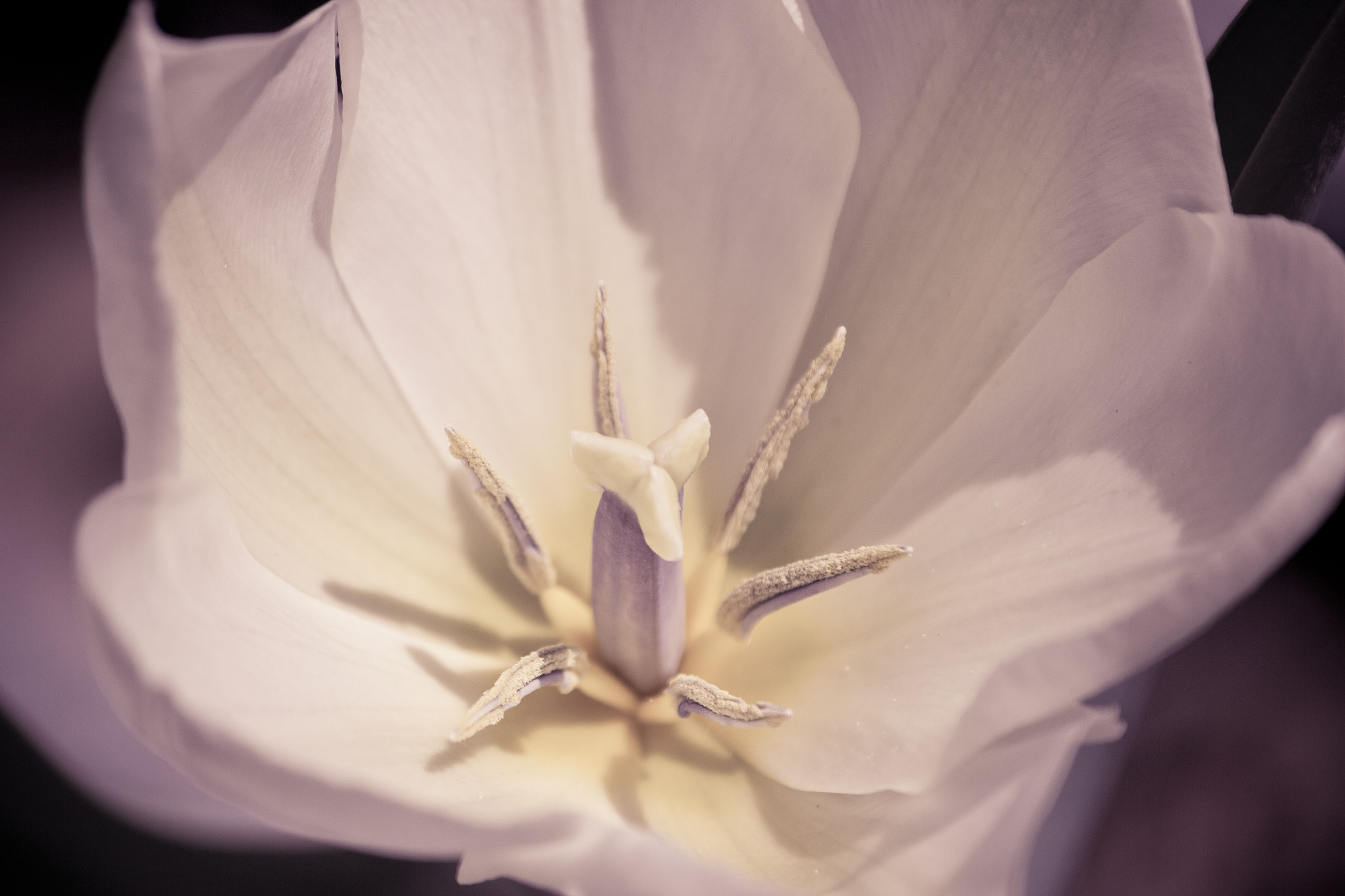 Canon EF-S 55-250mm F4-5.6 IS sample photo. Opening up photography
