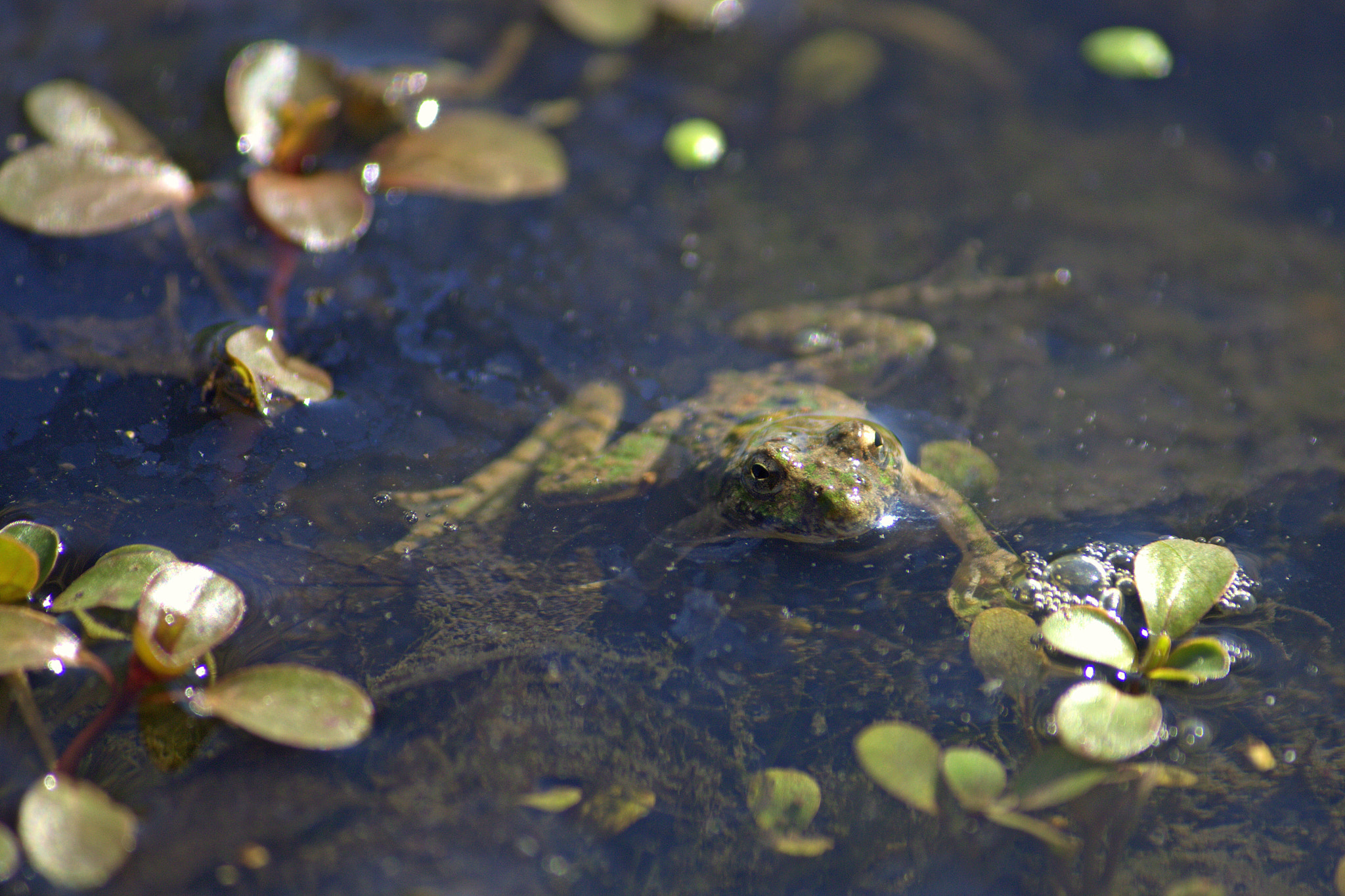 Canon EF-S 55-250mm F4-5.6 IS sample photo. Northern cricket frog photography