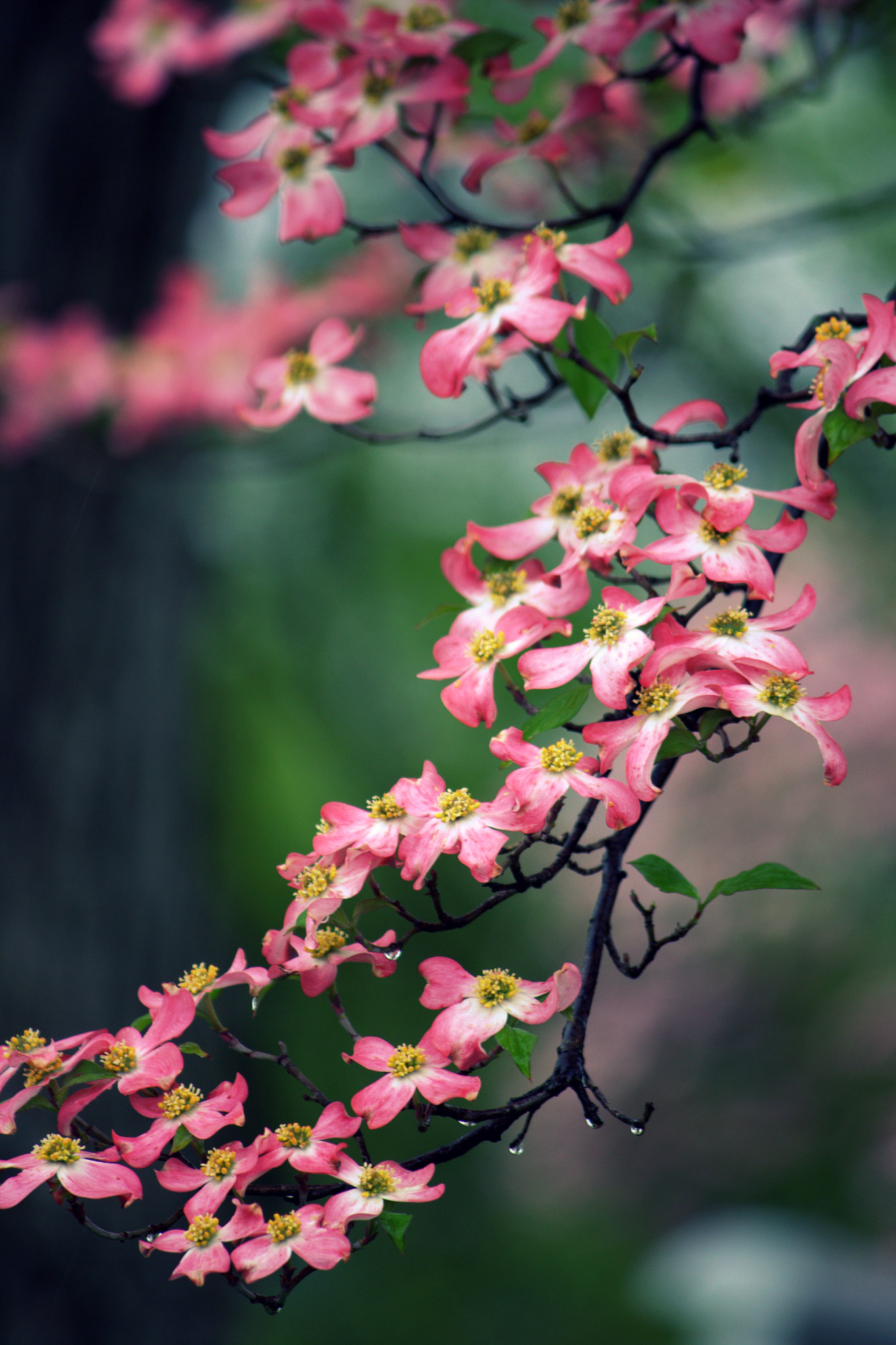 Canon EF-S 55-250mm F4-5.6 IS sample photo. Blushing dogwood photography