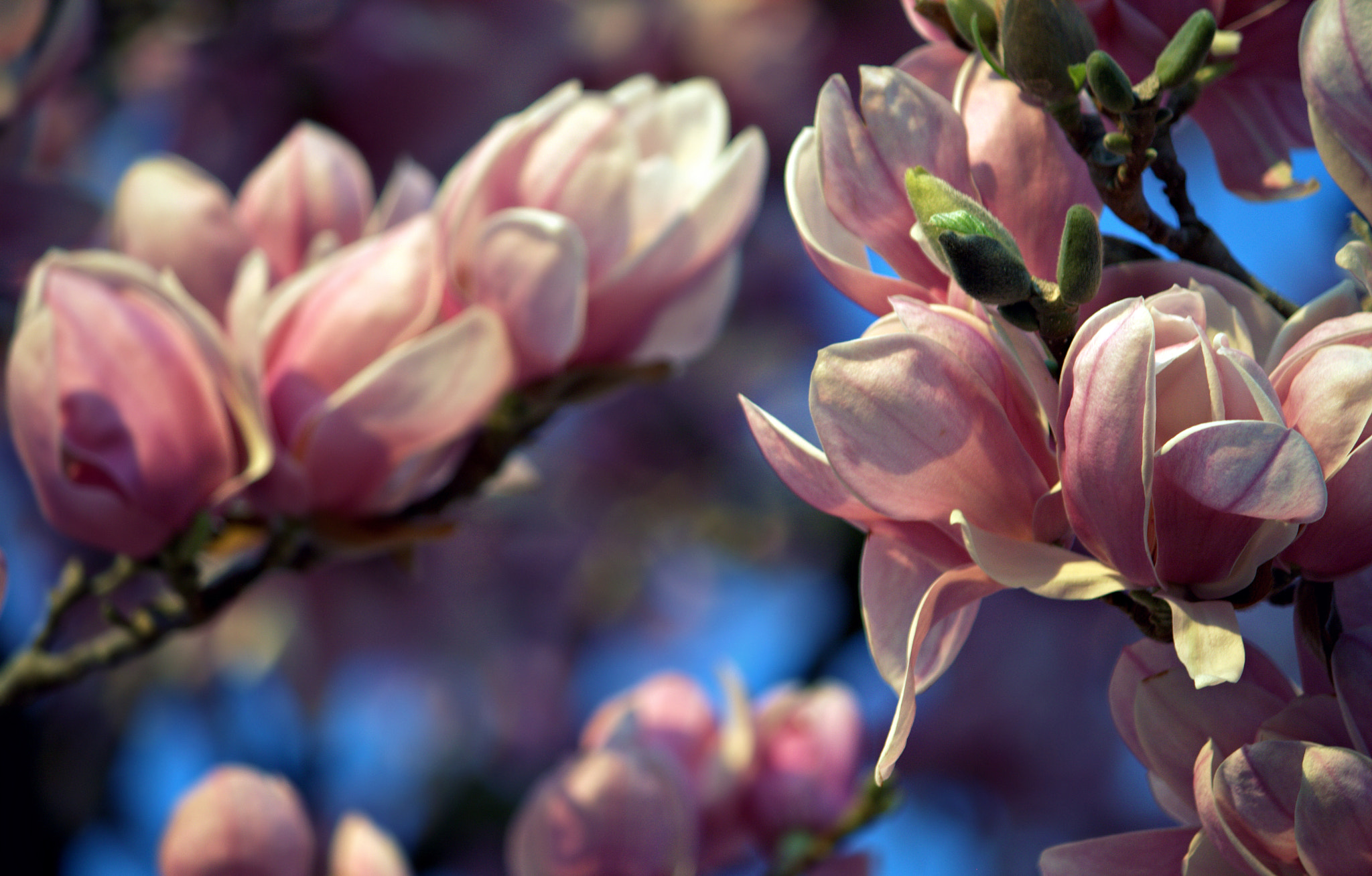 Canon EF-S 55-250mm F4-5.6 IS sample photo. Morning magnolia photography