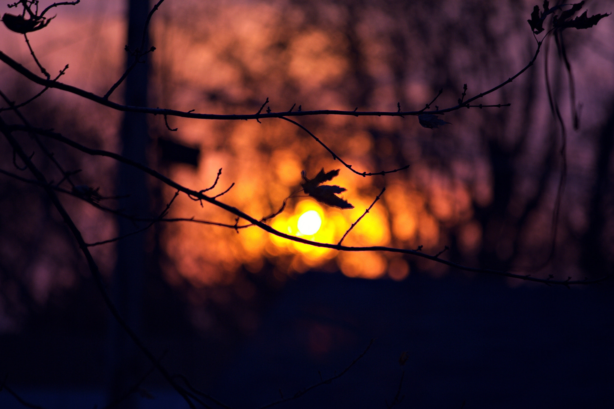 Canon EF-S 55-250mm F4-5.6 IS sample photo. Looking out my back door. photography