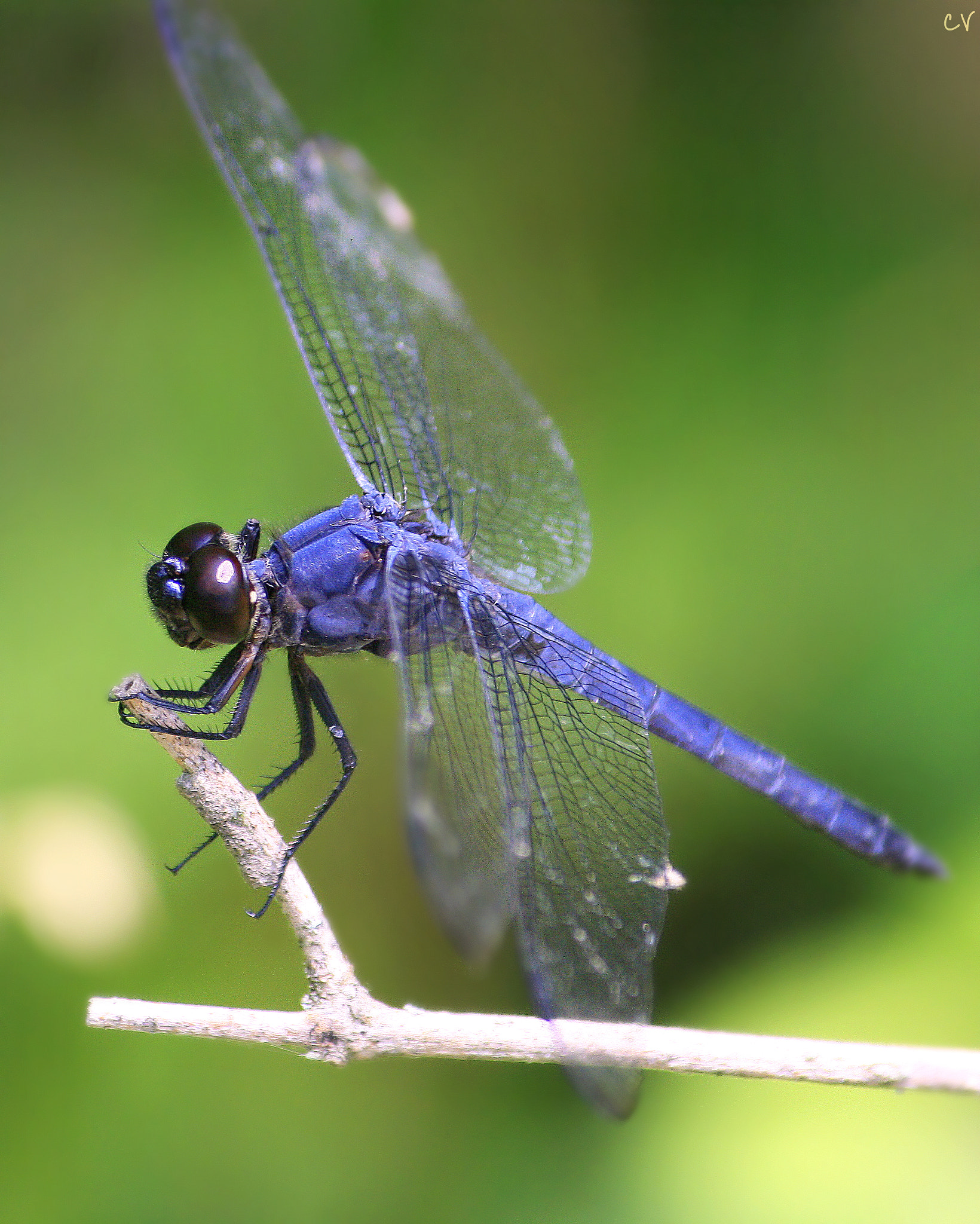 Canon EF-S 55-250mm F4-5.6 IS sample photo. Libellula incesta photography