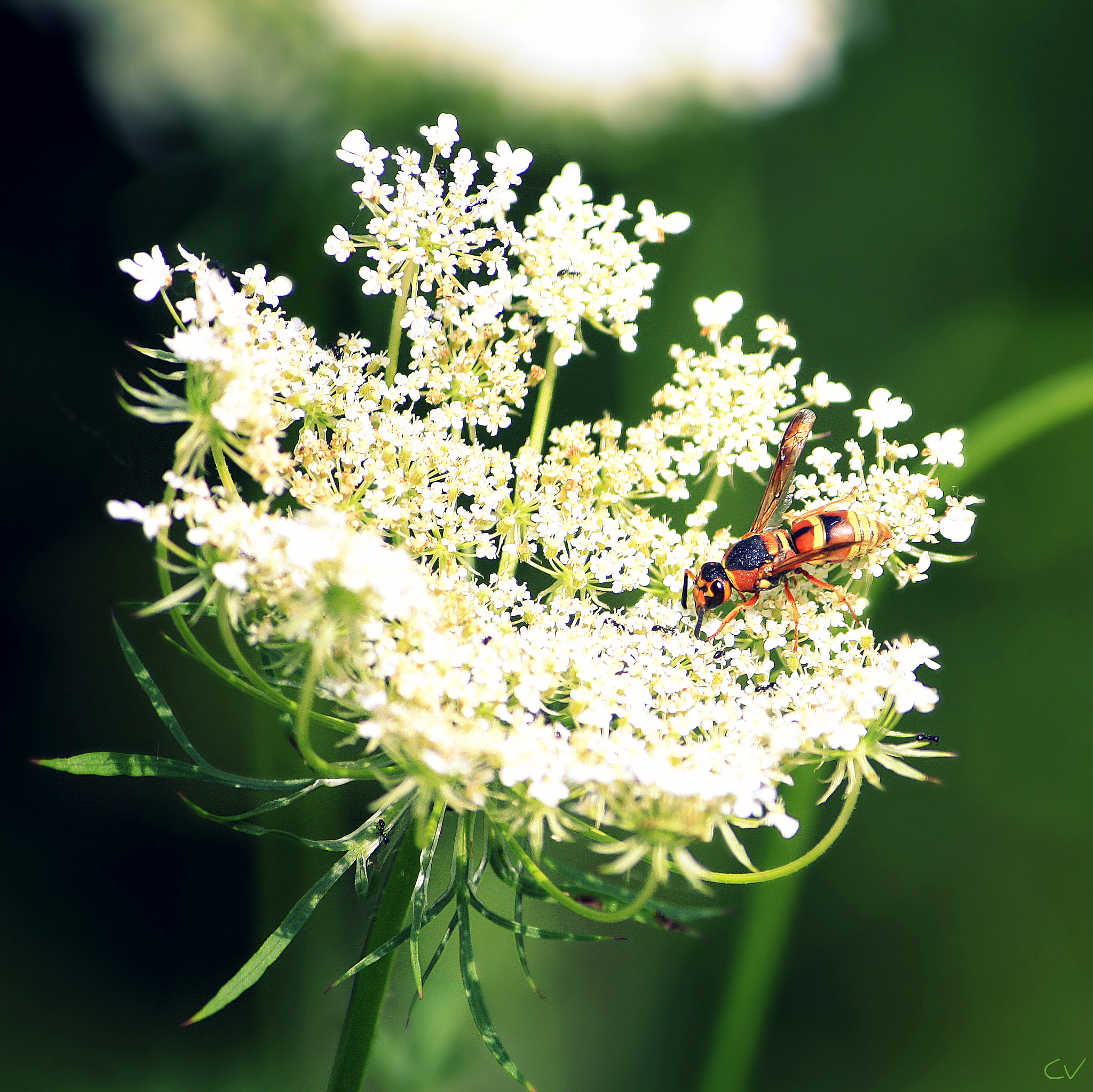 Canon EF-S 55-250mm F4-5.6 IS sample photo. Polistes paper wasp photography