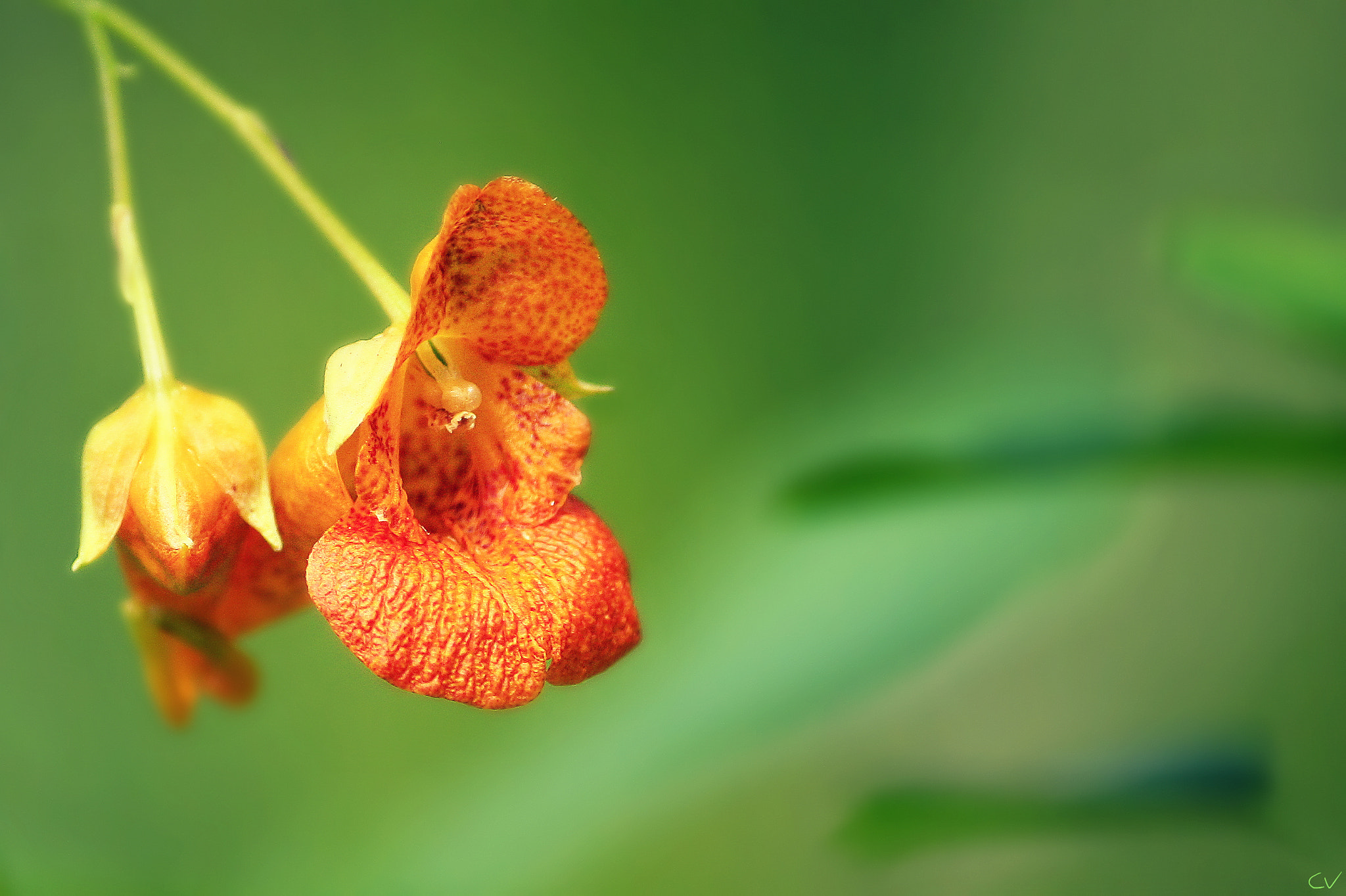 Canon EF-S 55-250mm F4-5.6 IS sample photo. Syncronicity photography