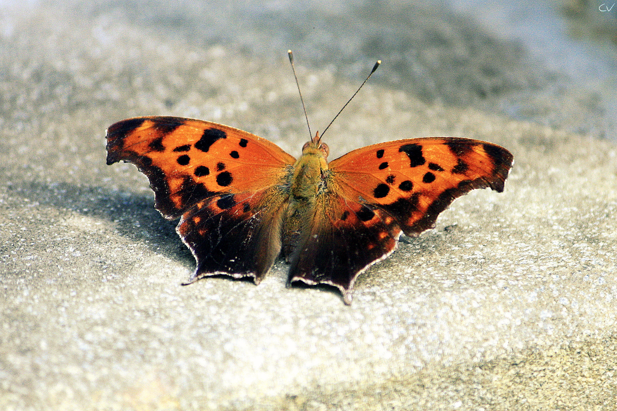 Canon EF-S 55-250mm F4-5.6 IS sample photo. Polygonia interrogationis photography