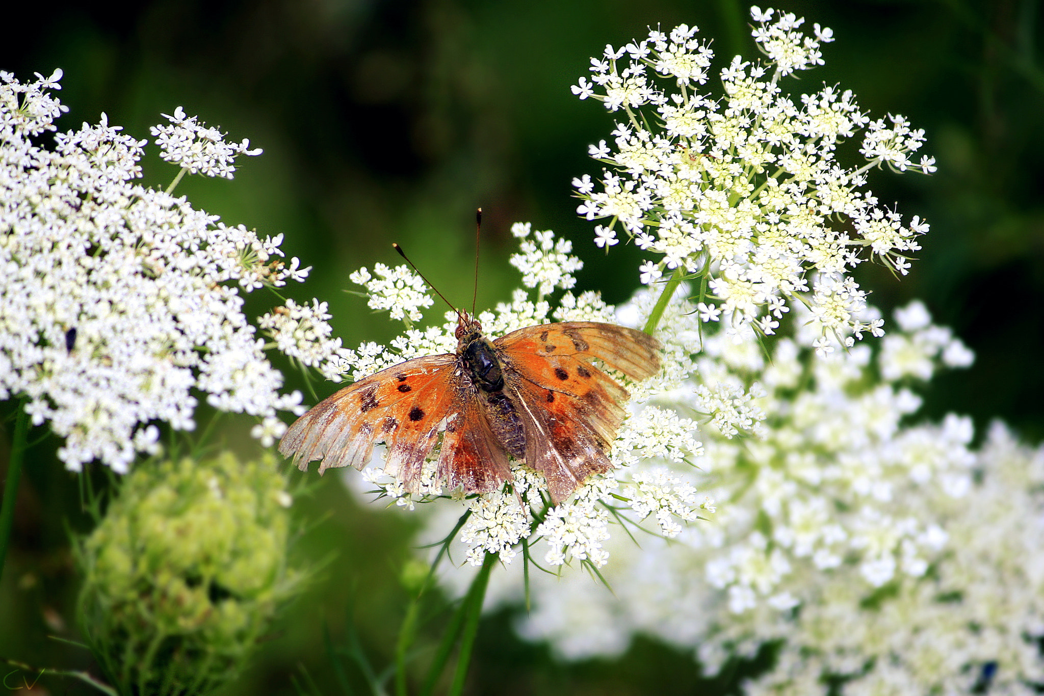 Canon EF-S 55-250mm F4-5.6 IS sample photo. Broken wings photography