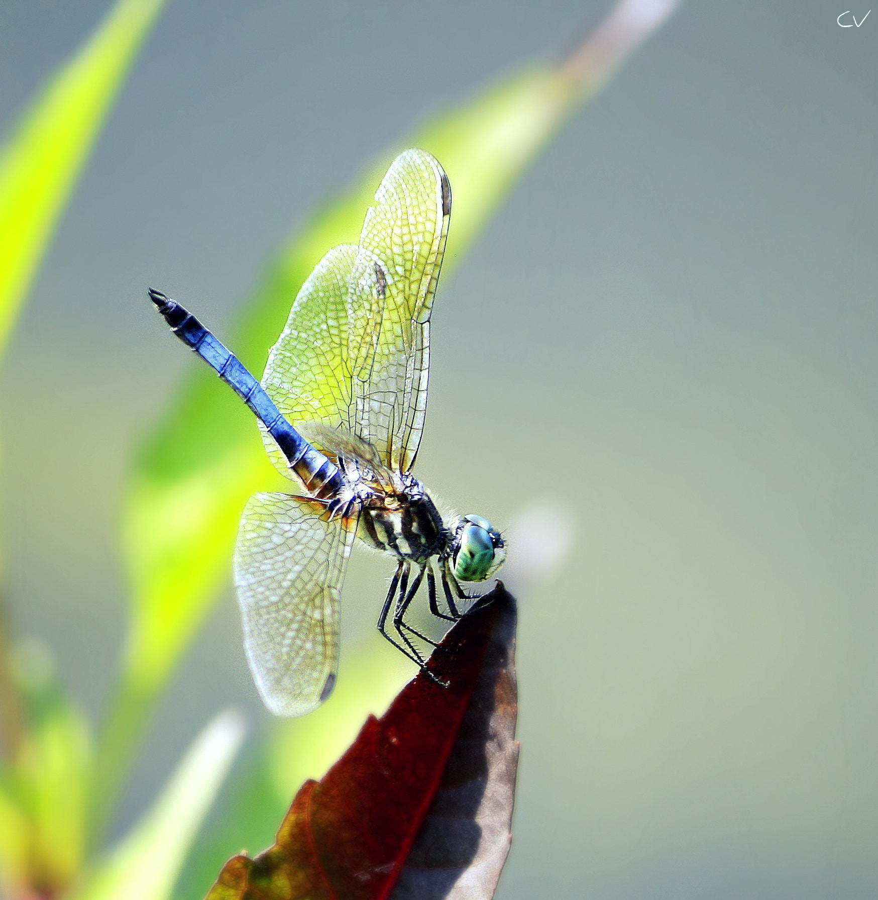 Canon EF-S 55-250mm F4-5.6 IS sample photo. Blue dasher photography