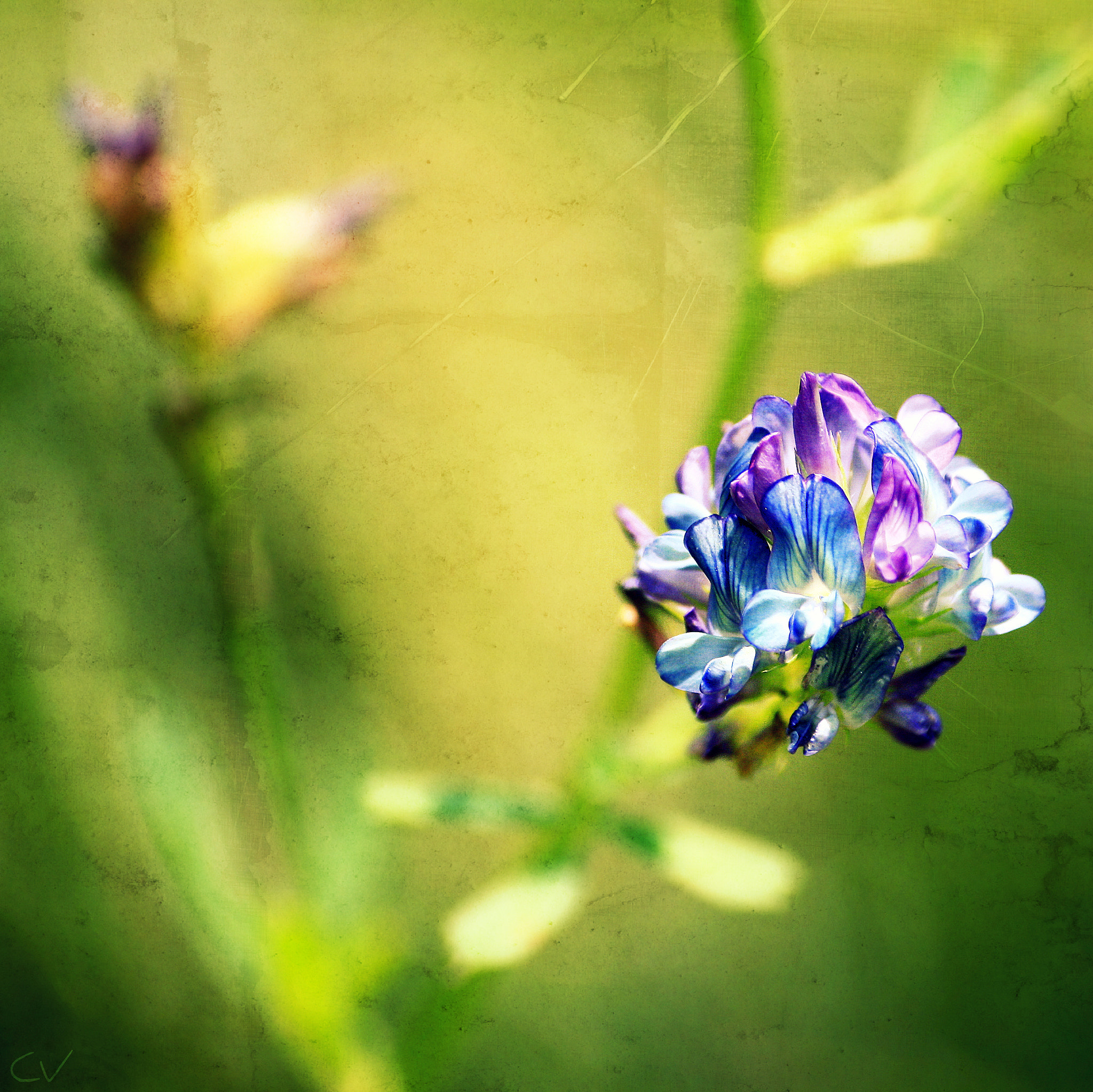 Canon EF-S 55-250mm F4-5.6 IS sample photo. Small & colorful photography