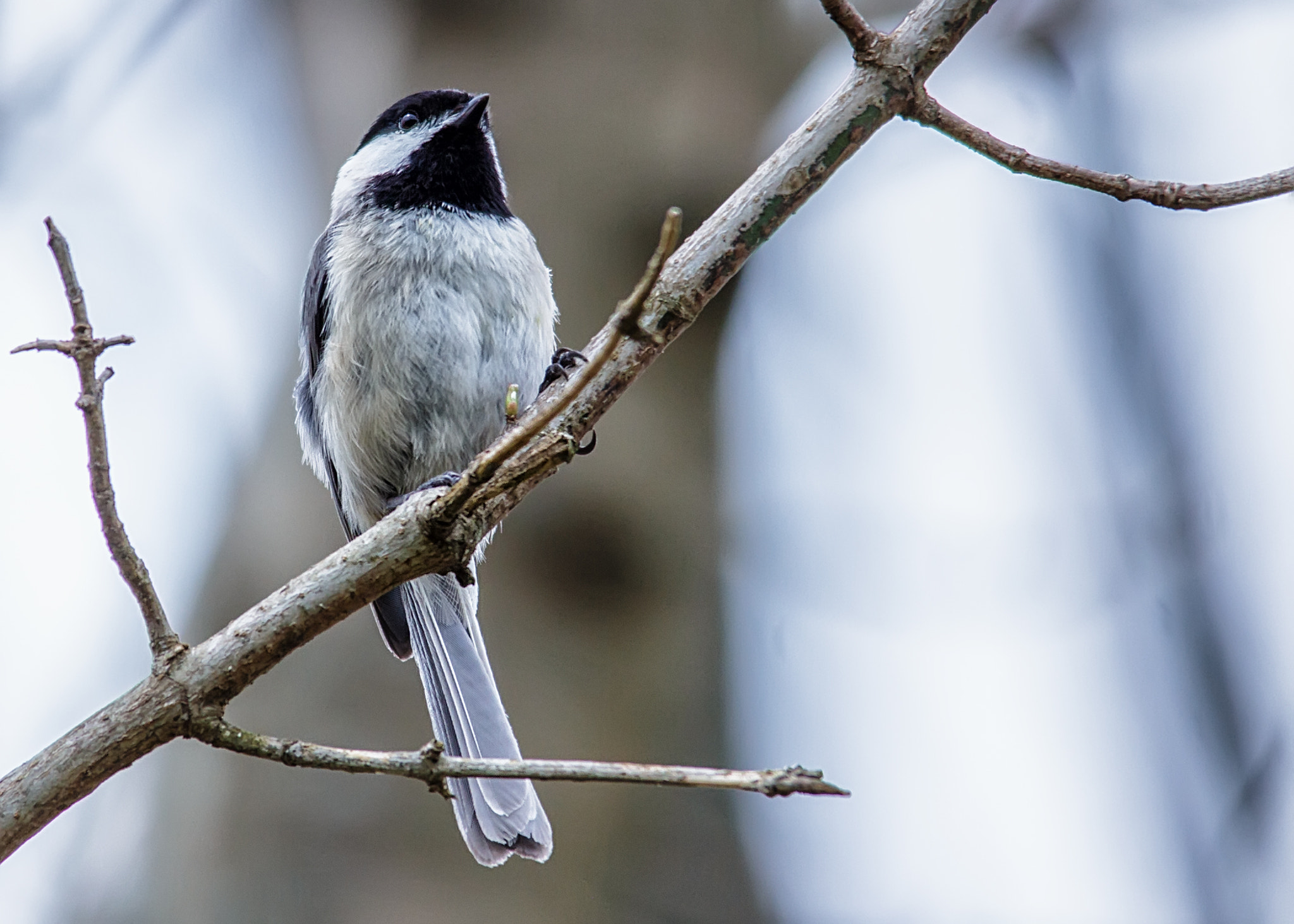 Canon EOS 60D + Sigma 150-500mm F5-6.3 DG OS HSM sample photo. Carolina chickadee photography