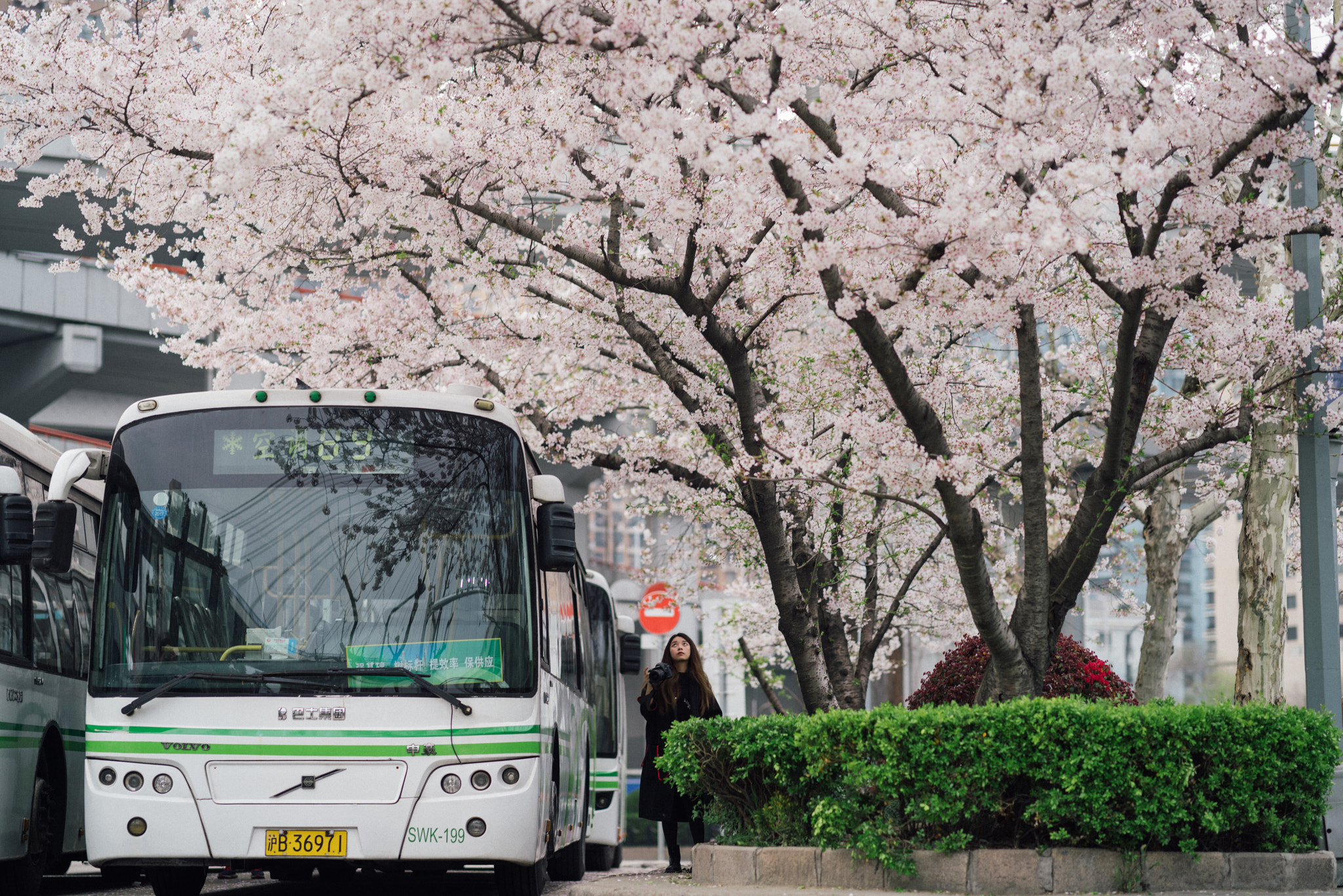 Sony a7R II + Sony FE 85mm F1.4 GM sample photo. Spring bus photography