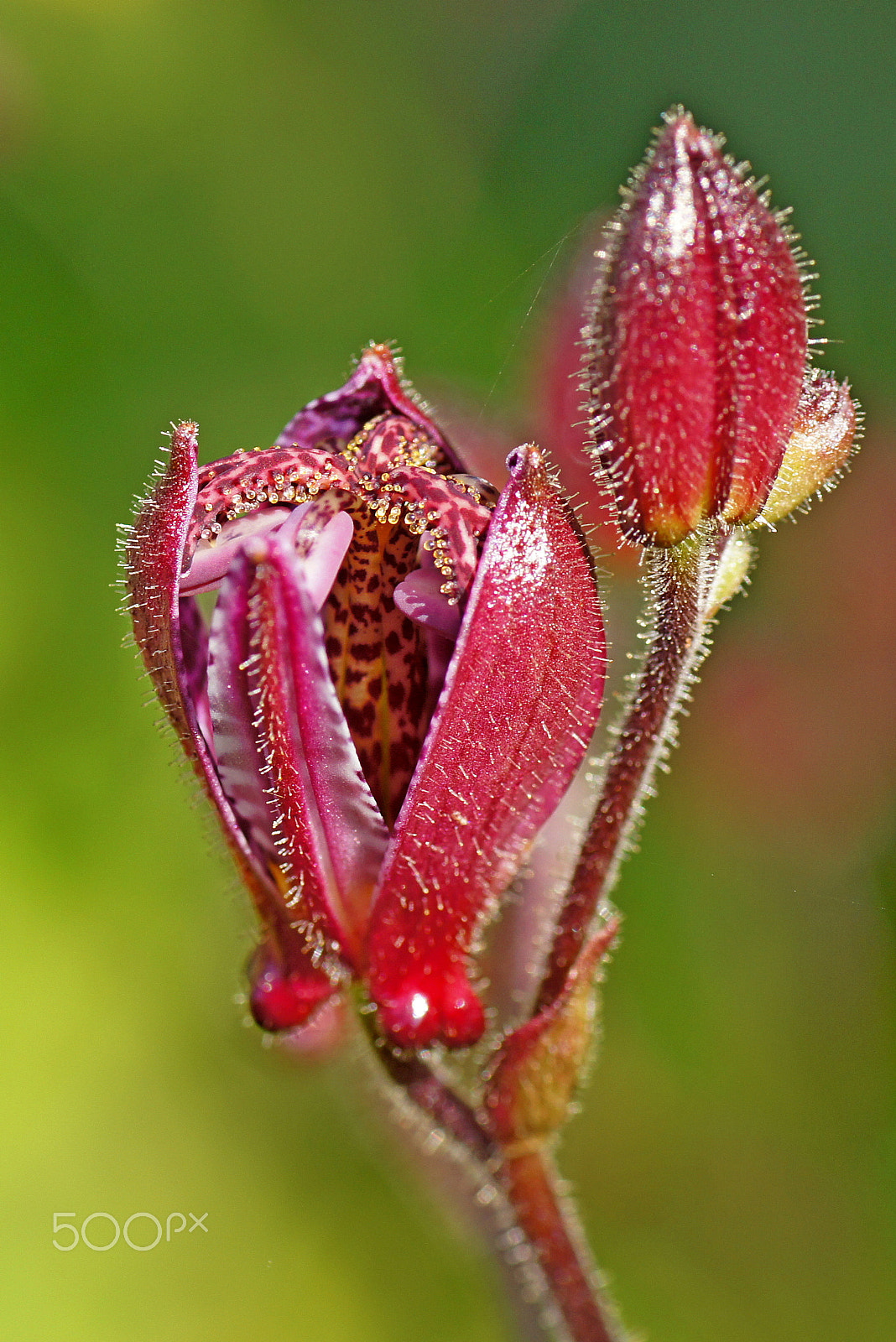 Sony SLT-A55 (SLT-A55V) sample photo. Red flower photography