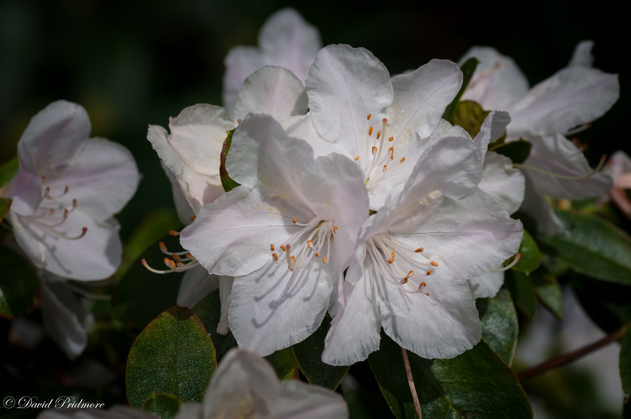 Nikon D90 sample photo. Delicate pink photography