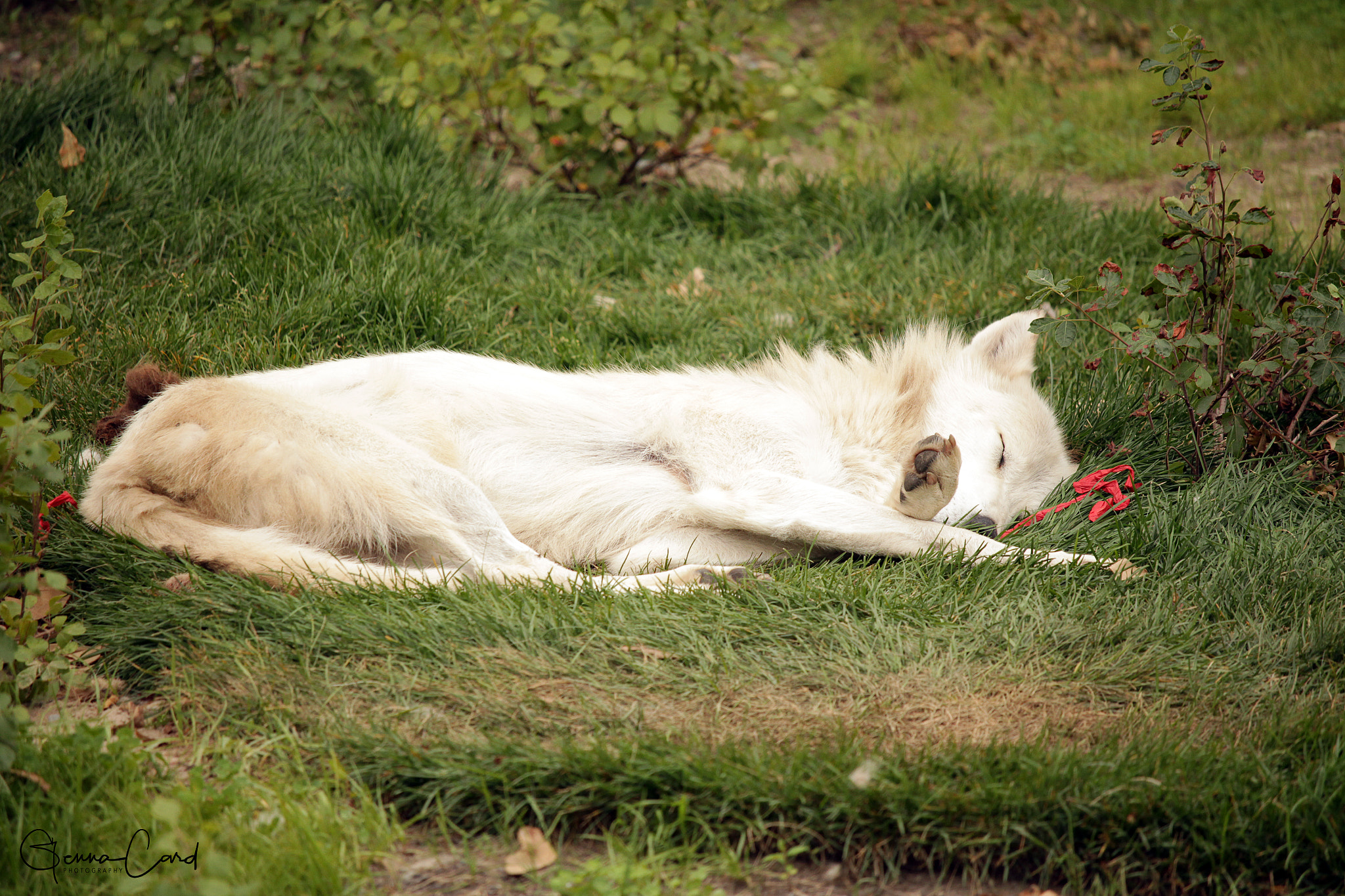 Canon EF-S 55-250mm F4-5.6 IS STM sample photo