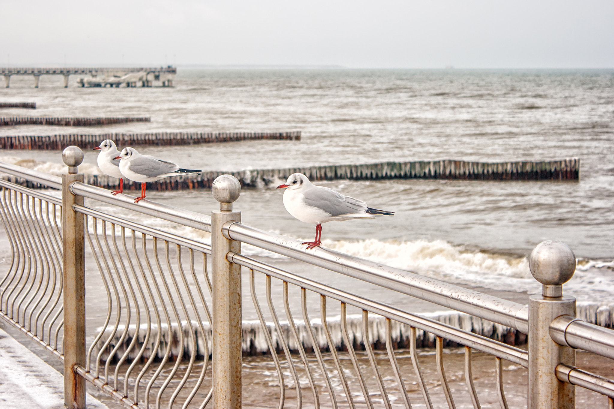 Canon EOS 400D (EOS Digital Rebel XTi / EOS Kiss Digital X) sample photo. Three seagulls sitting on a fence photography