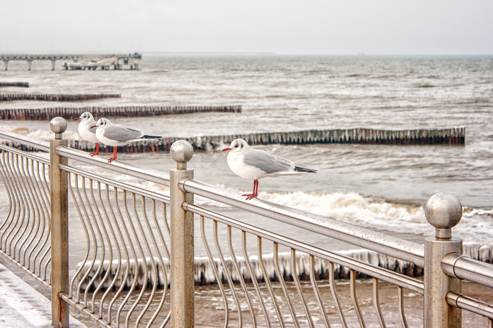 Canon EF-S 18-55mm F3.5-5.6 IS sample photo. Three seagulls sitting on a fence photography