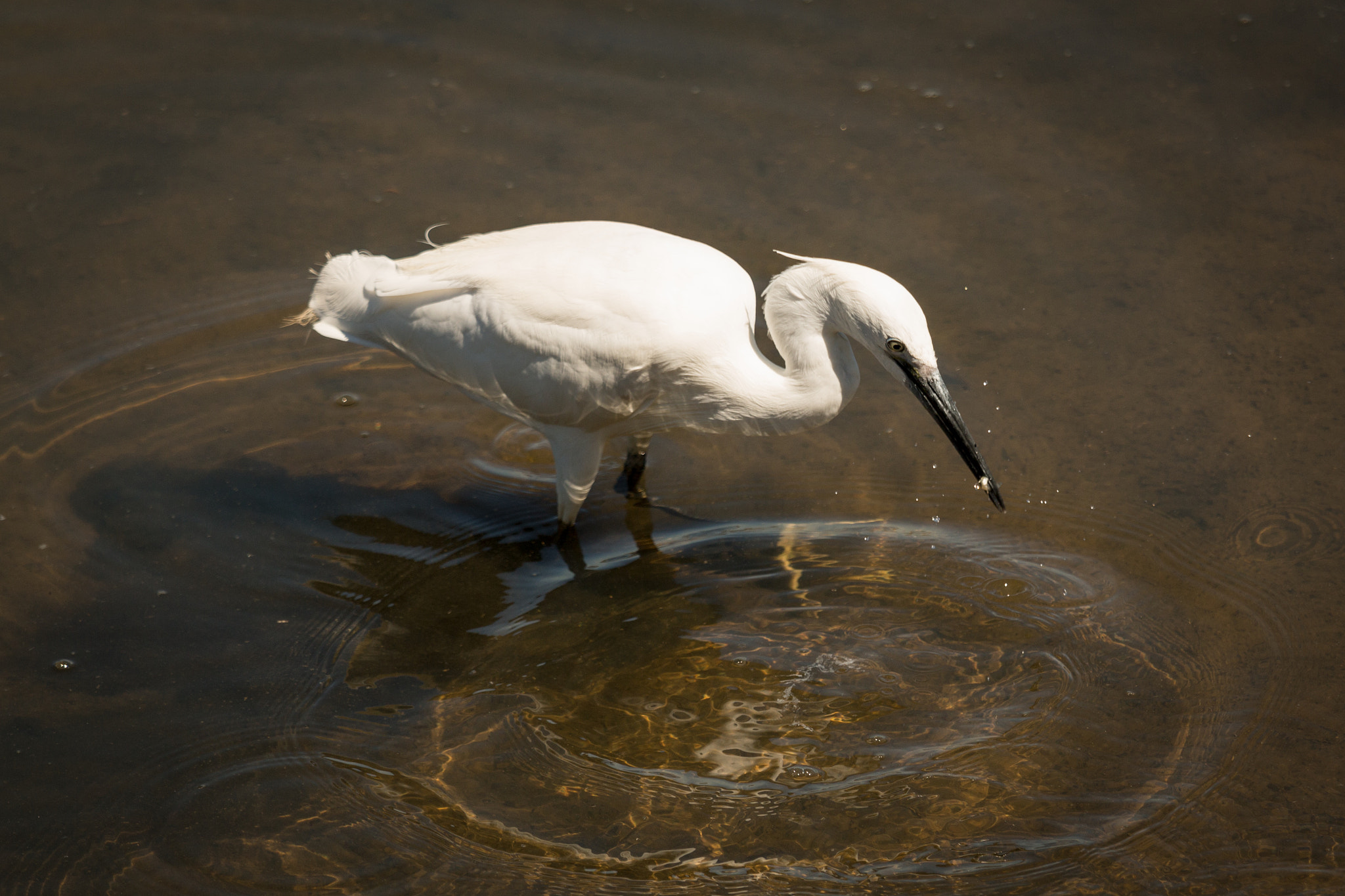 Canon EOS 70D + Canon EF 70-200mm F4L IS USM sample photo. Little egret photography